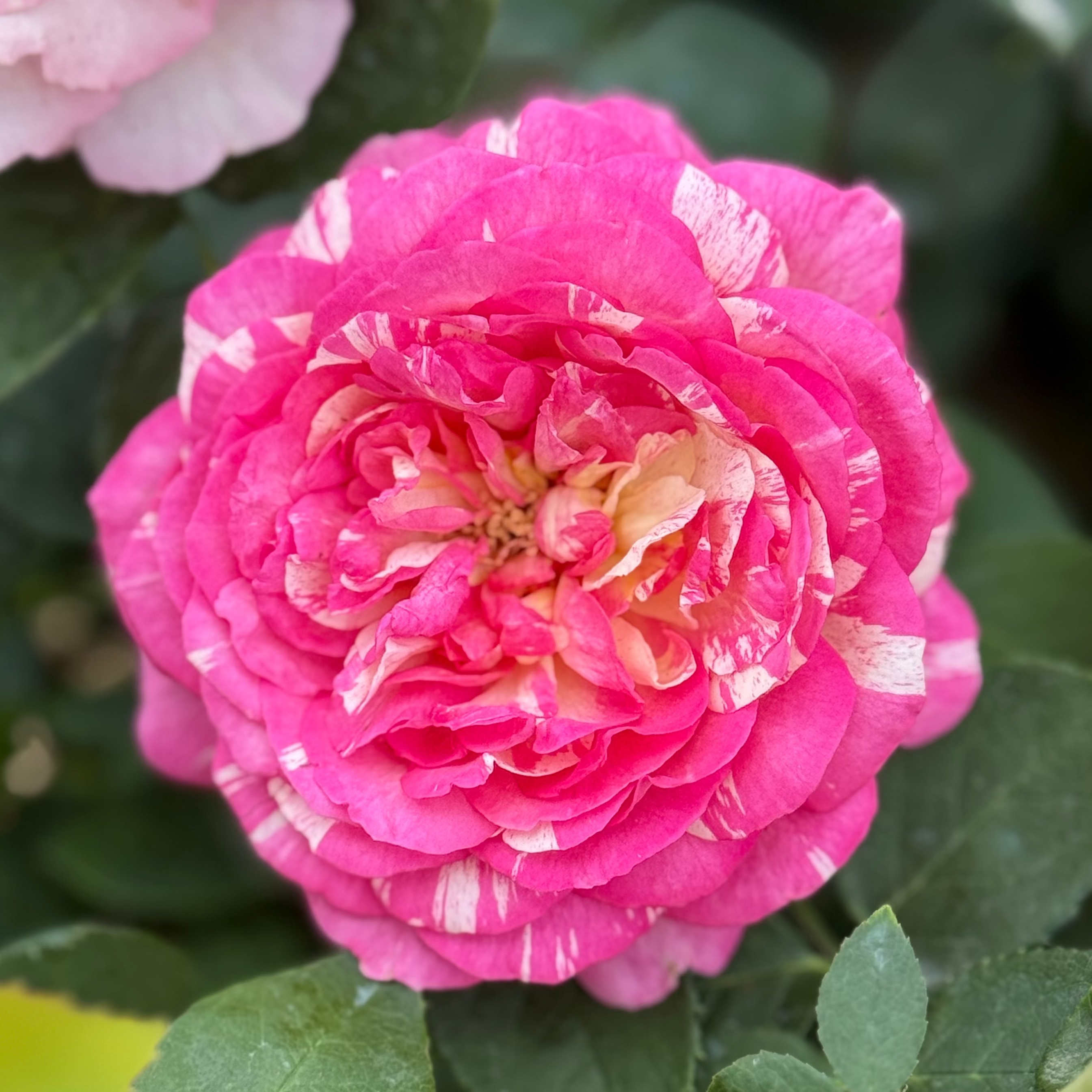 Marc Chagall ™ Potted Rose Bush