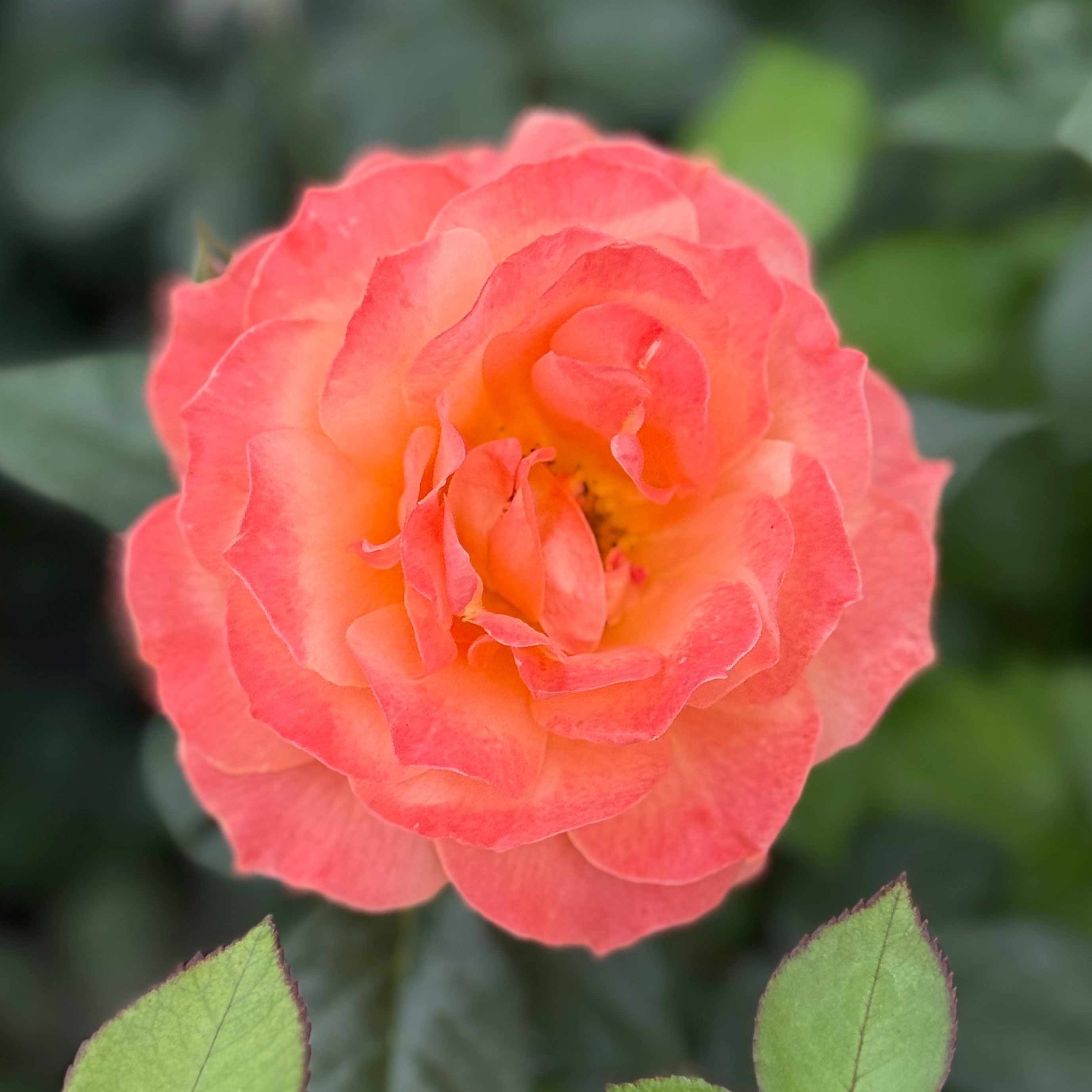 Livin Easy® Bare Root Tree Rose