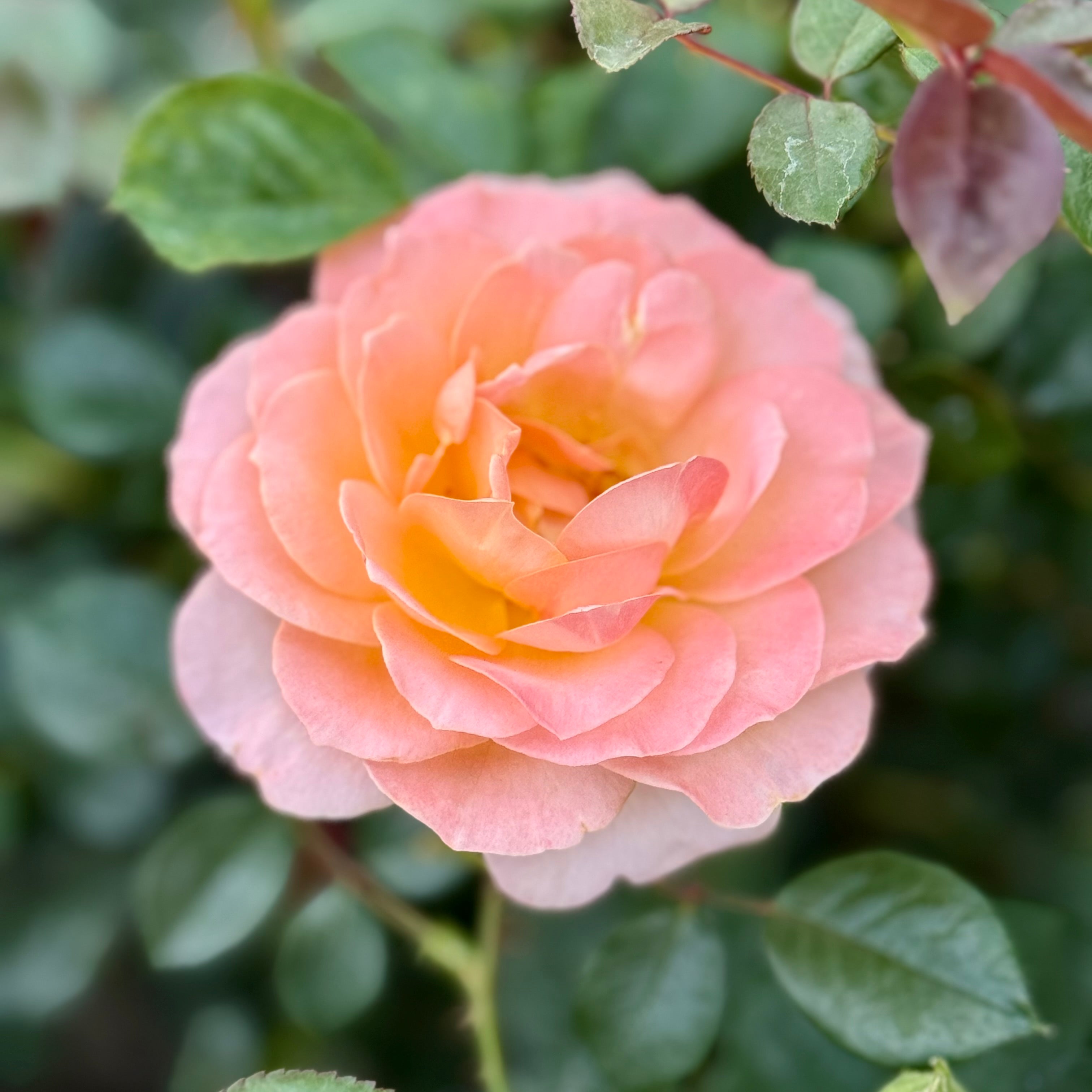 Jump for Joy Potted Rose Bush | Peachy Pink Floribunda Rose