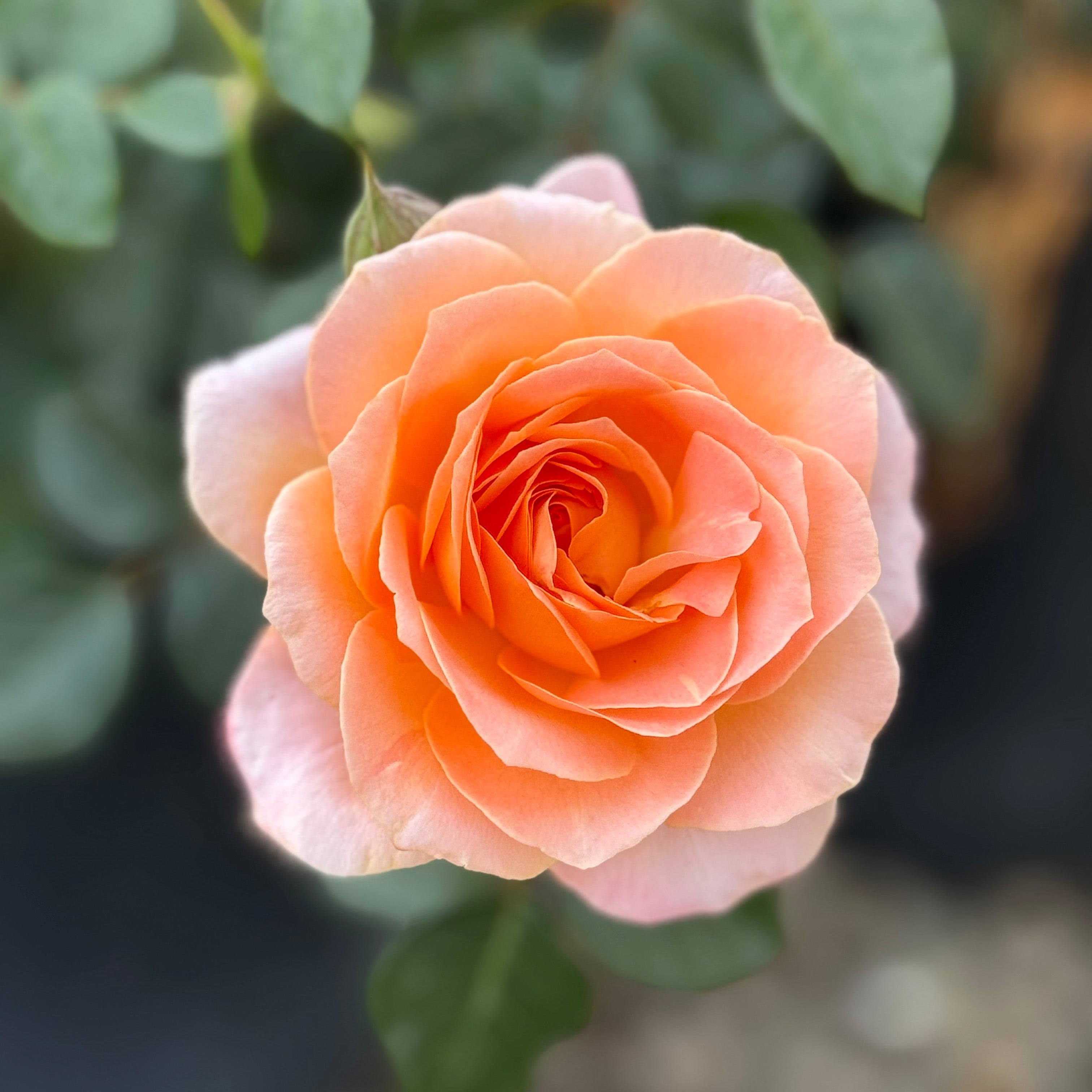 Jump for Joy Potted Rose Bush | Peachy Pink Floribunda Rose