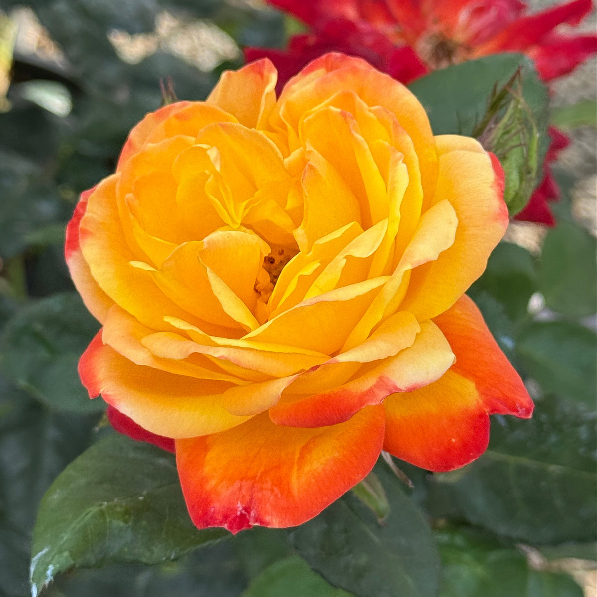 Judy Garland Potted Rose Bush | Yellow Orange Rose Bush | Grace Rose Farm