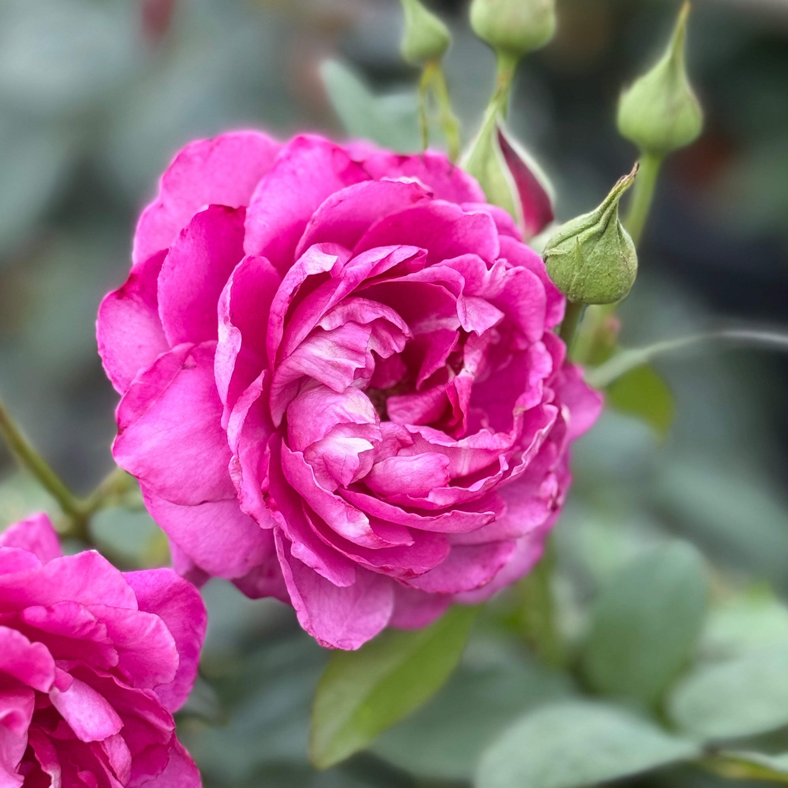 Intrigue Potted Rose Bush | Purple Hybrid Tea Rose | Grace Rose Farm