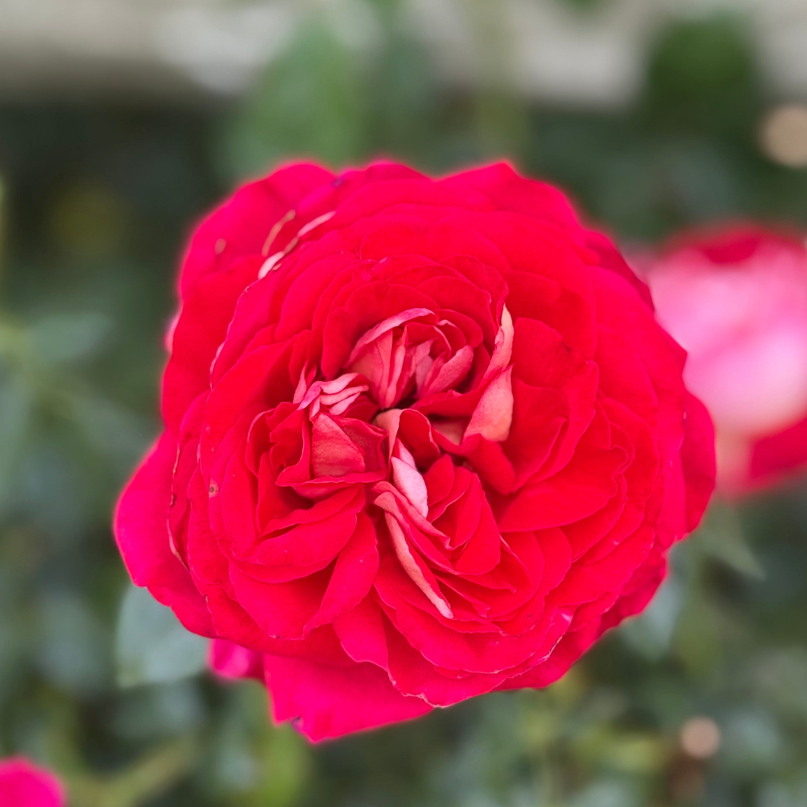 Gypsy Carnival ™ Potted Rose Bush