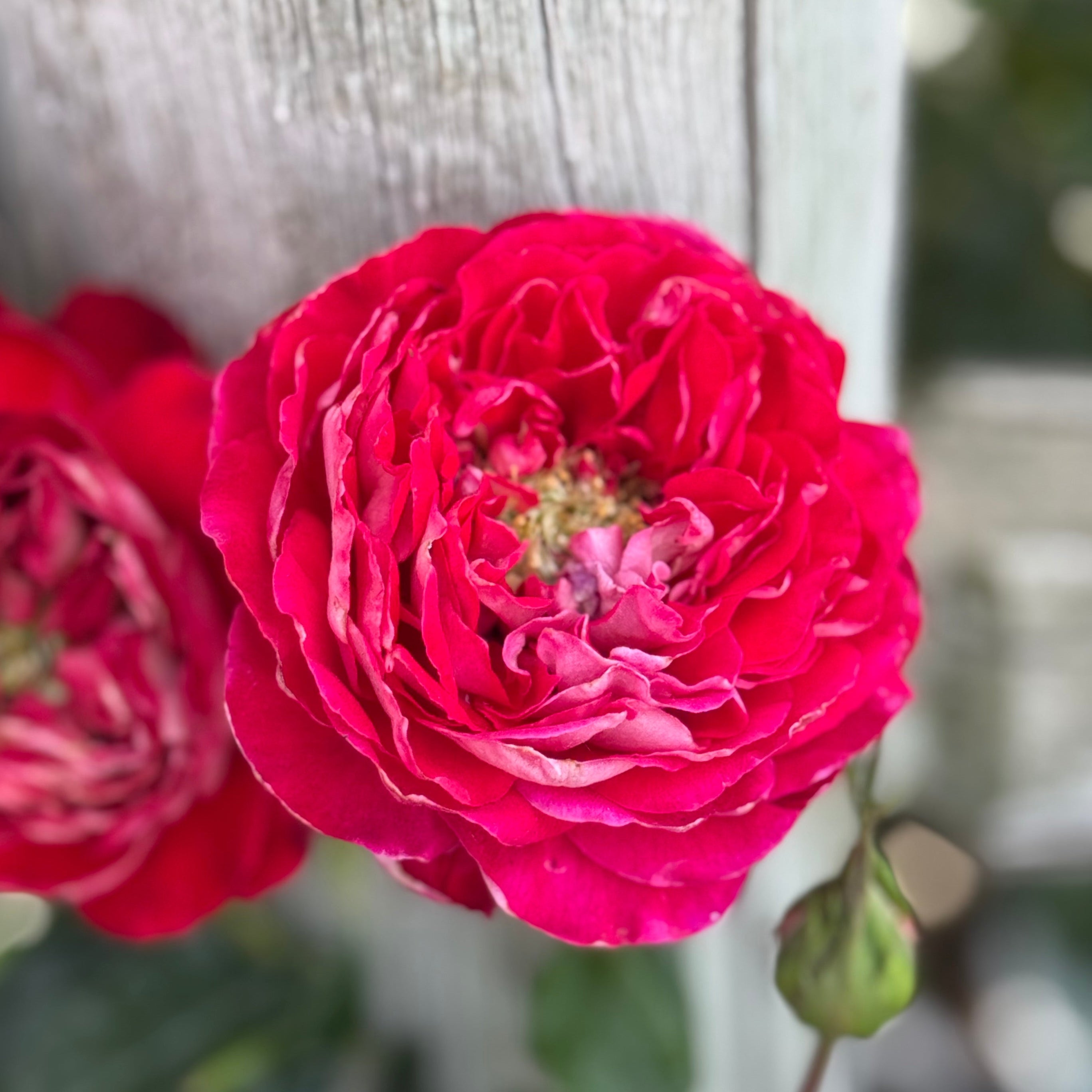 Gypsy Carnival ™ Potted Rose Bush