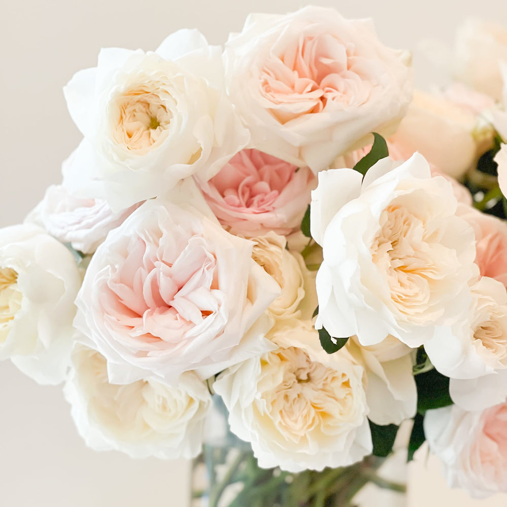 Cream Roses | From White O'Hara To Princess Maya | Grace Rose Farm