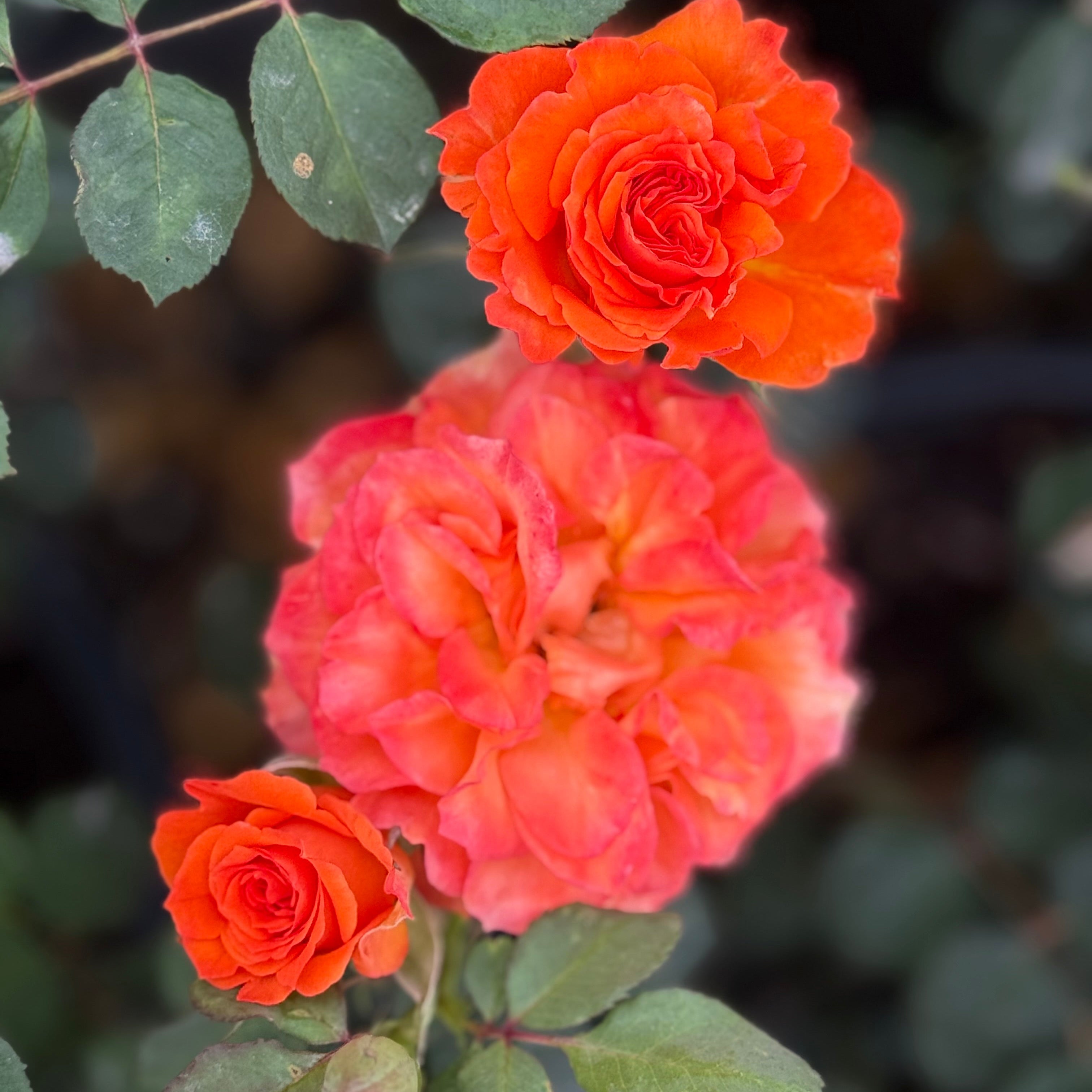 Gingersnap Potted Rose Bush | Orange Rust Rose Bush | Grace Rose Farm