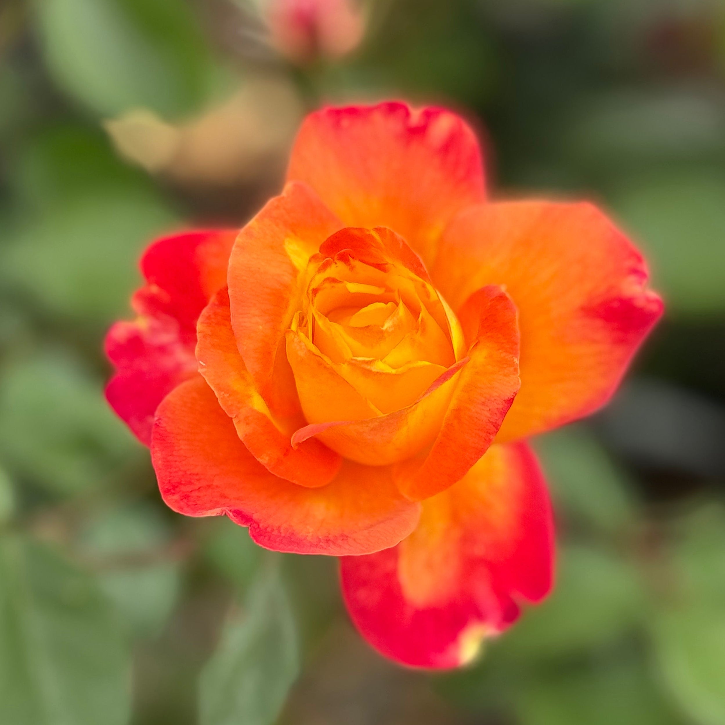 Sunbelt® Garden Flame™ Bare Root Rose Bush
