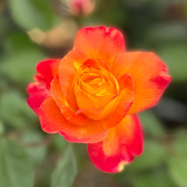 Sunbelt® Garden Flame™ Potted Rose Bush