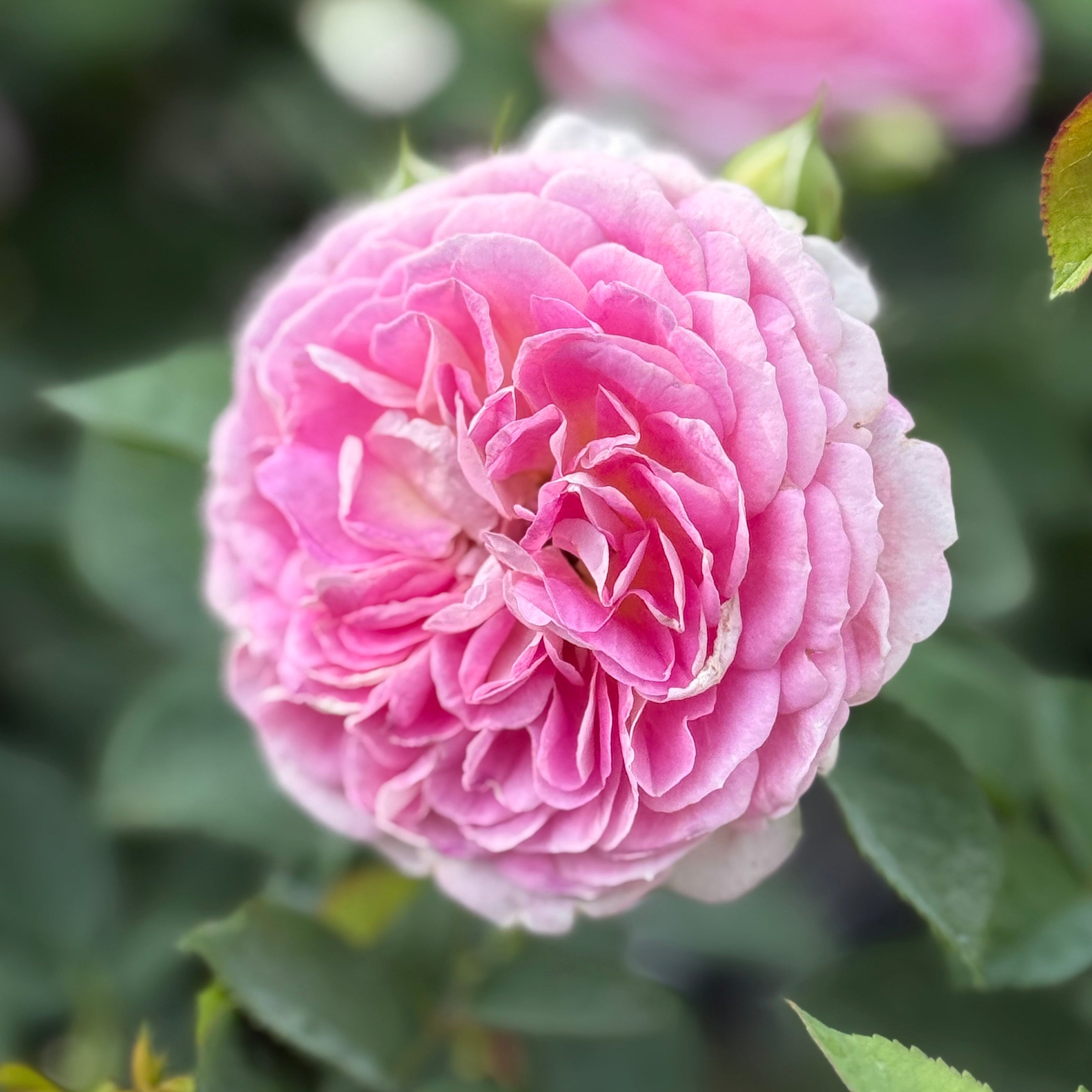 Fashion Forward™ Potted Rose Bush