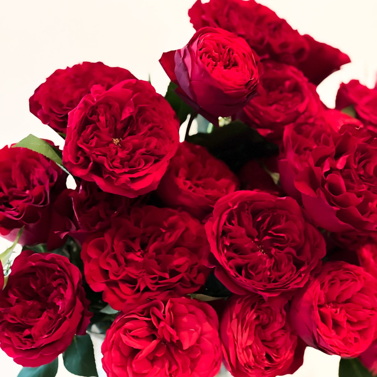 Valentine's Day Red Garden Roses