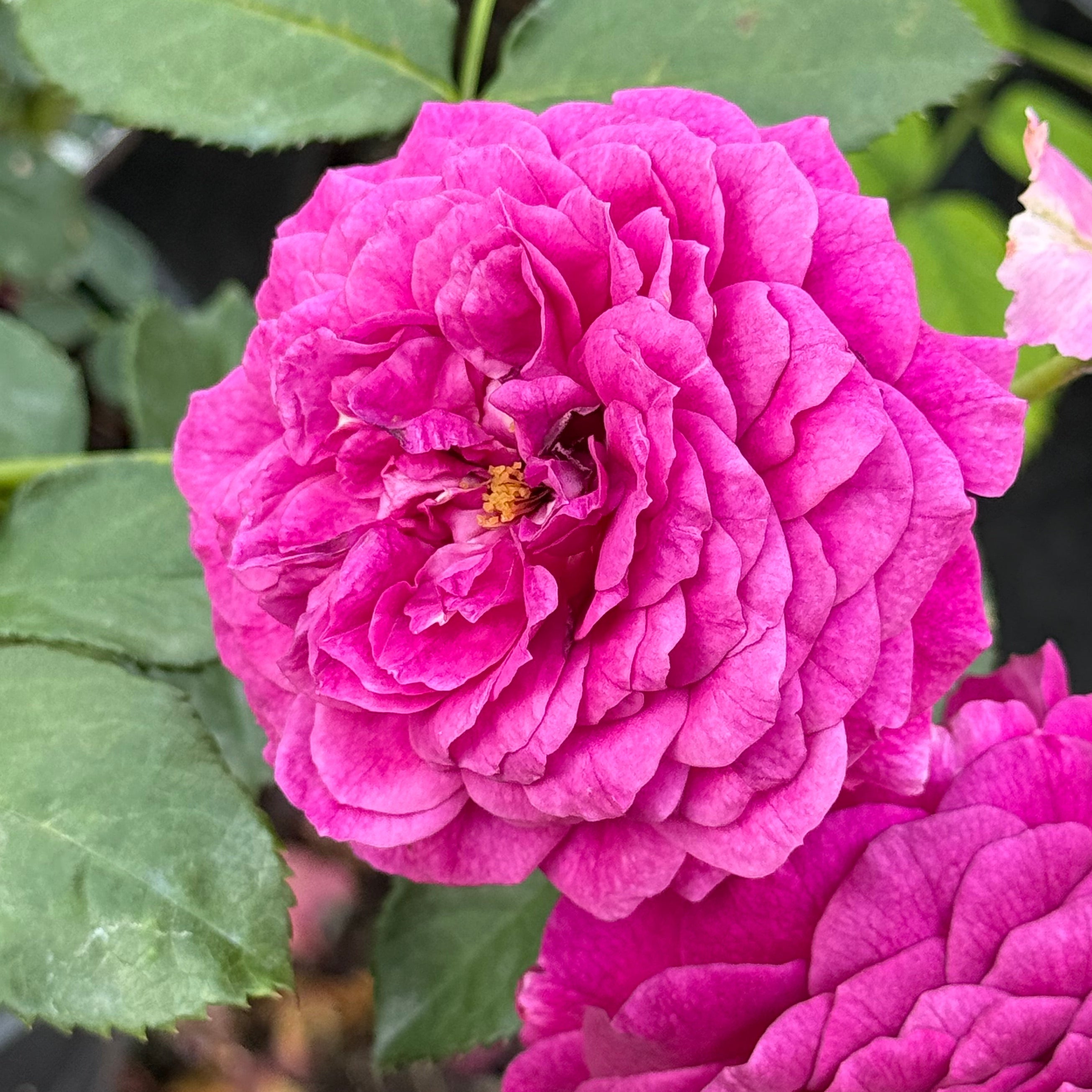 Grace Rose Farm Ebb Tide Rose Bush - Thumbnail 3