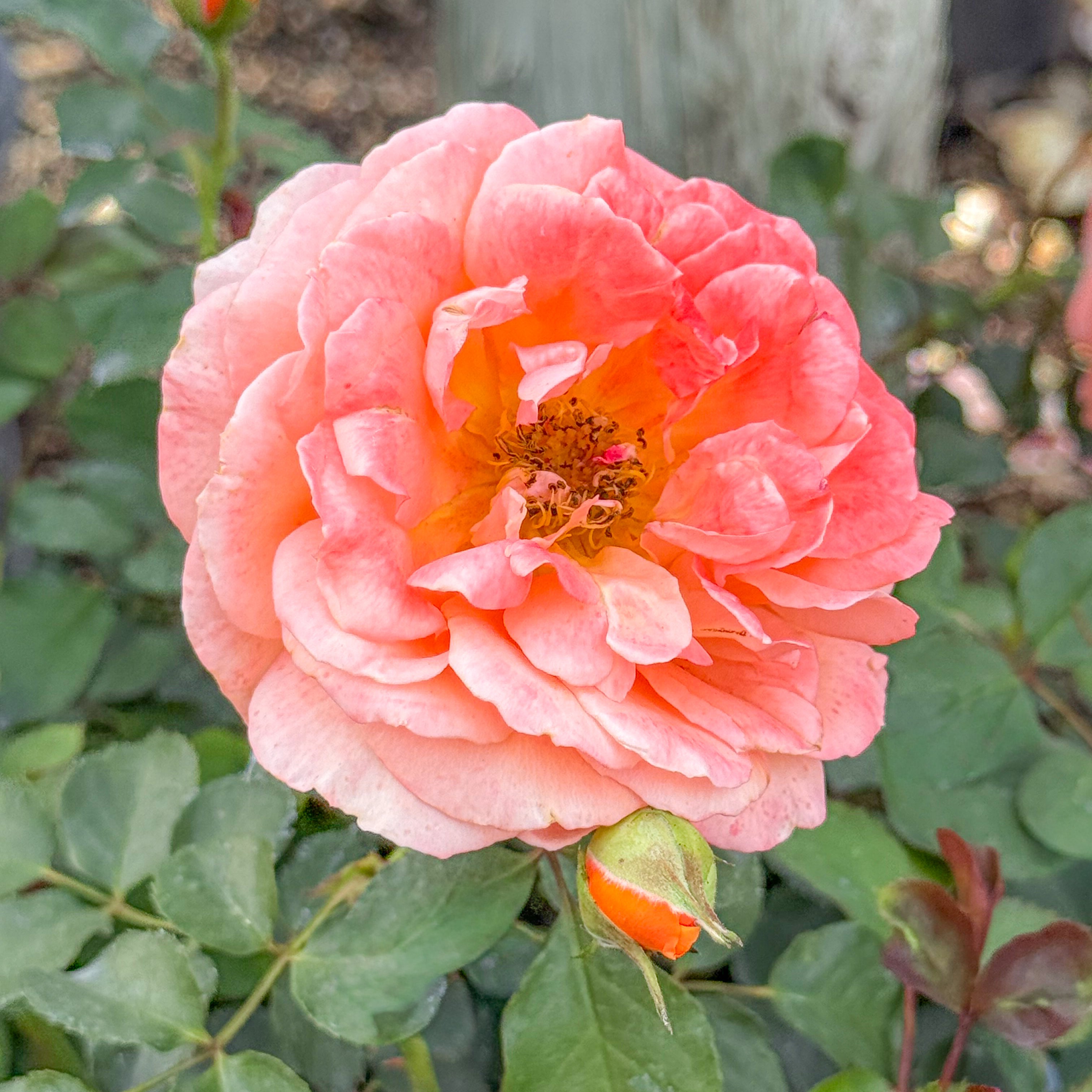 Adobe Sunrise™  Bare Root Rose Bush
