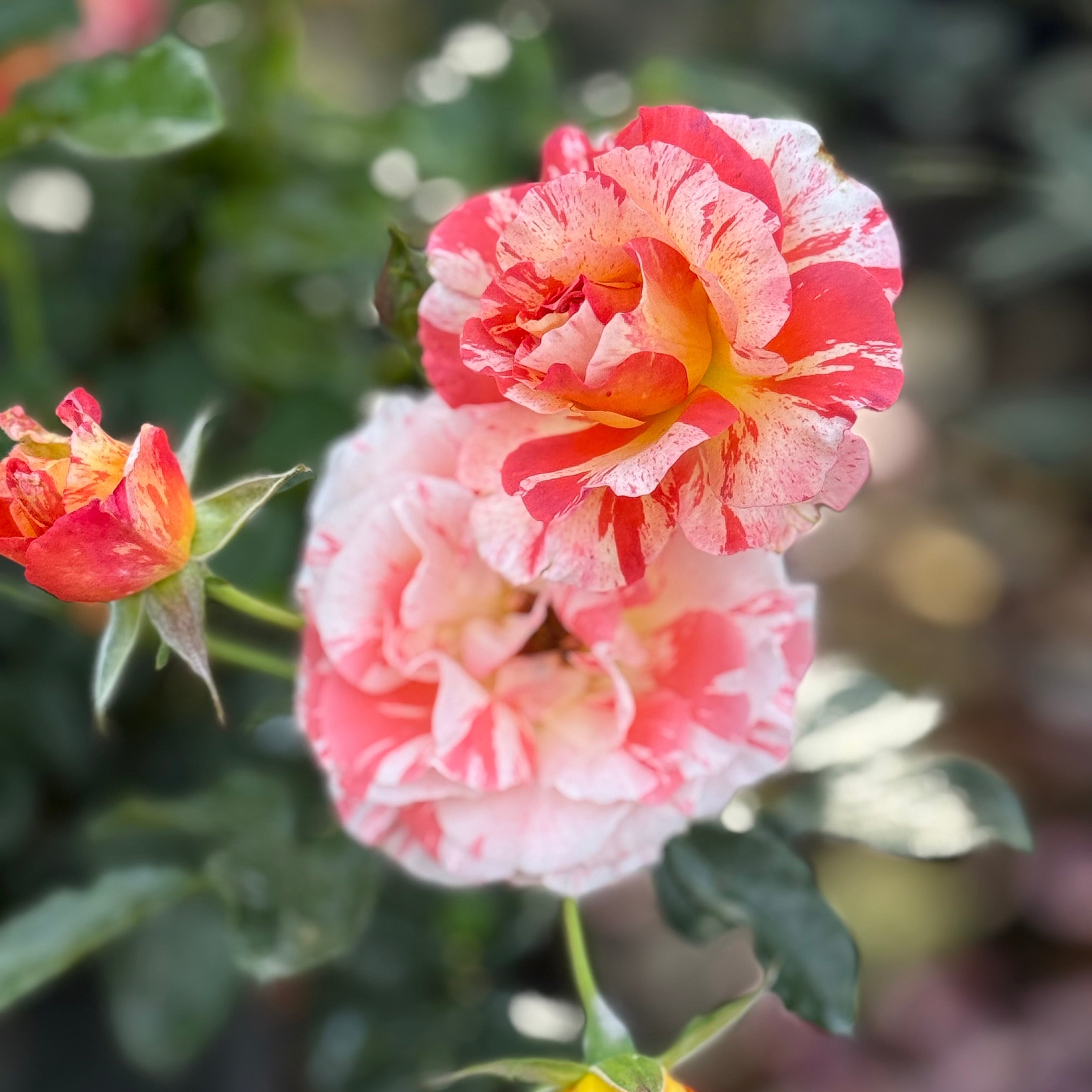 リゾートフラワー Alfred Sisley™ Potted Rose Bush - Grace Rose Farm