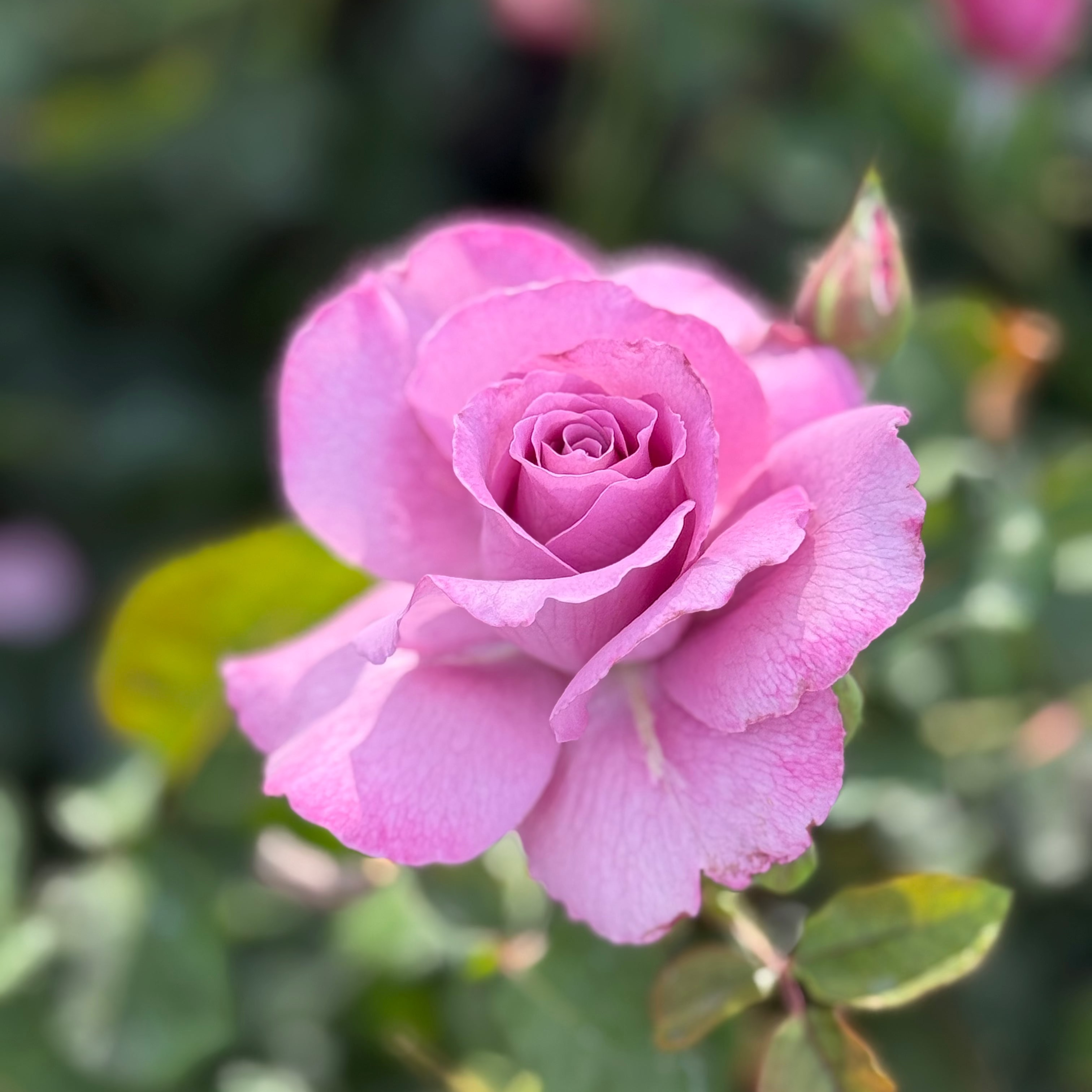 Angel Face Potted Rose Bush