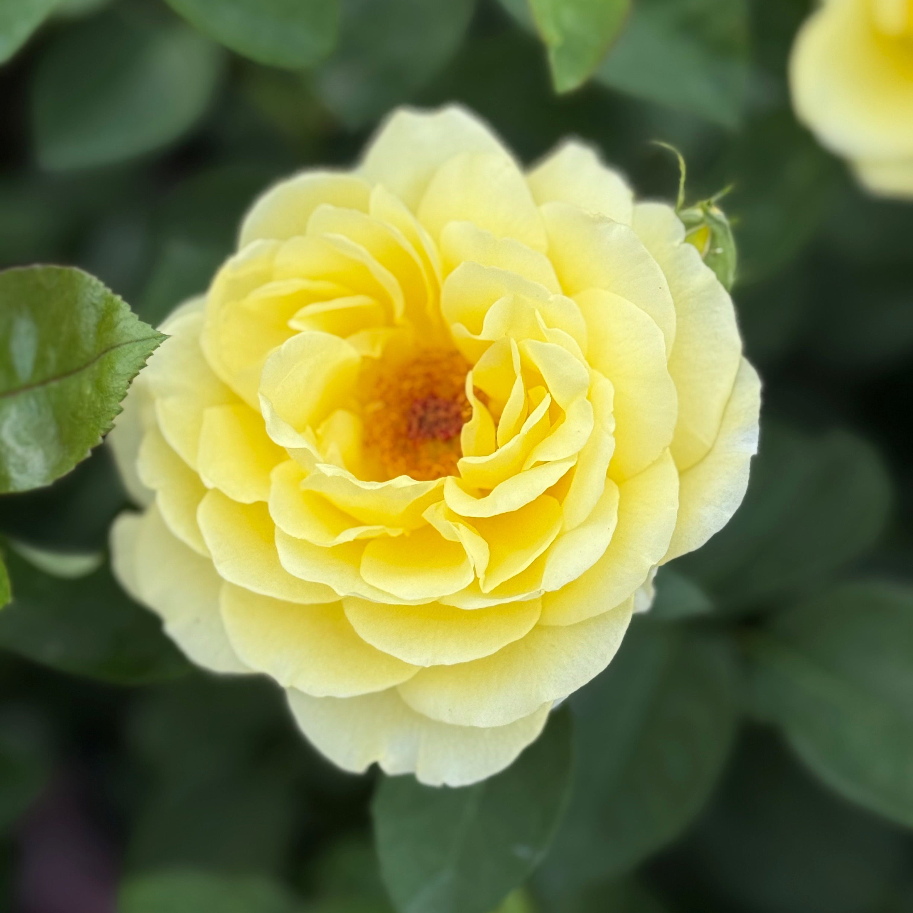 Close-up of a yellow rose with green leaves in the background