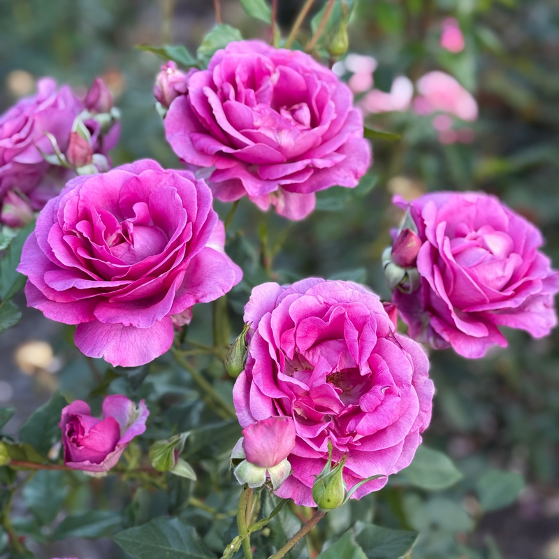 Close-up of pink roses with green leaves in a garden setting