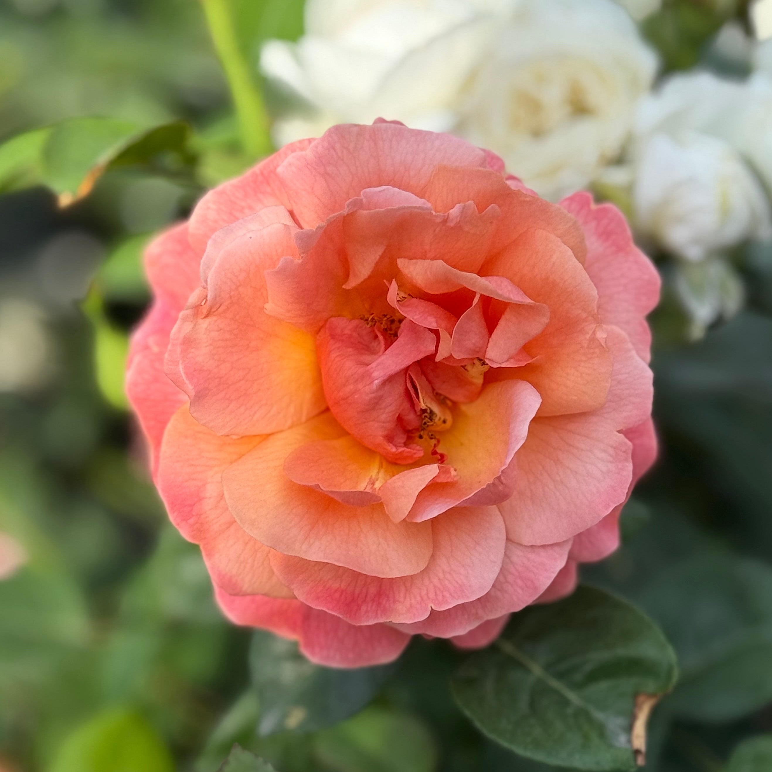 Easy Does It® Potted Tree Rose