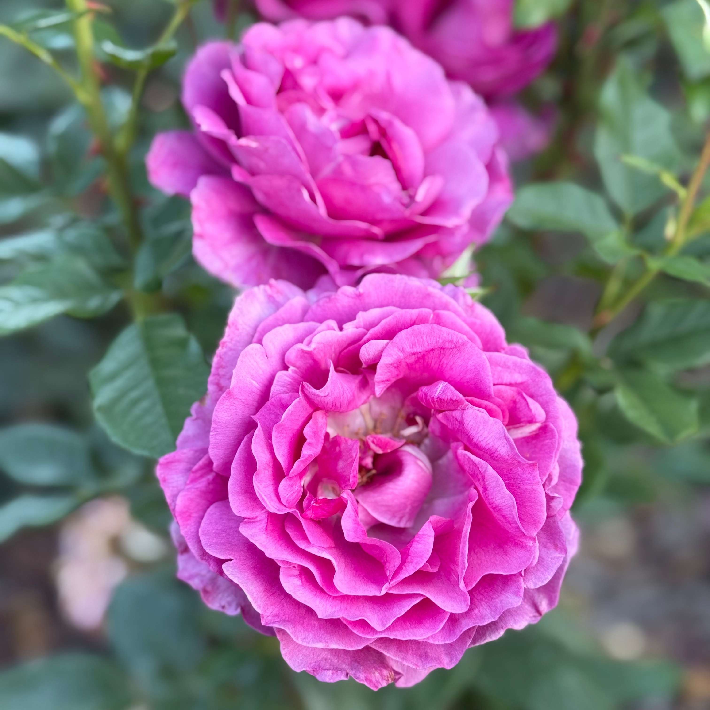 Perfume Factory™ Bare Root Rose Bush