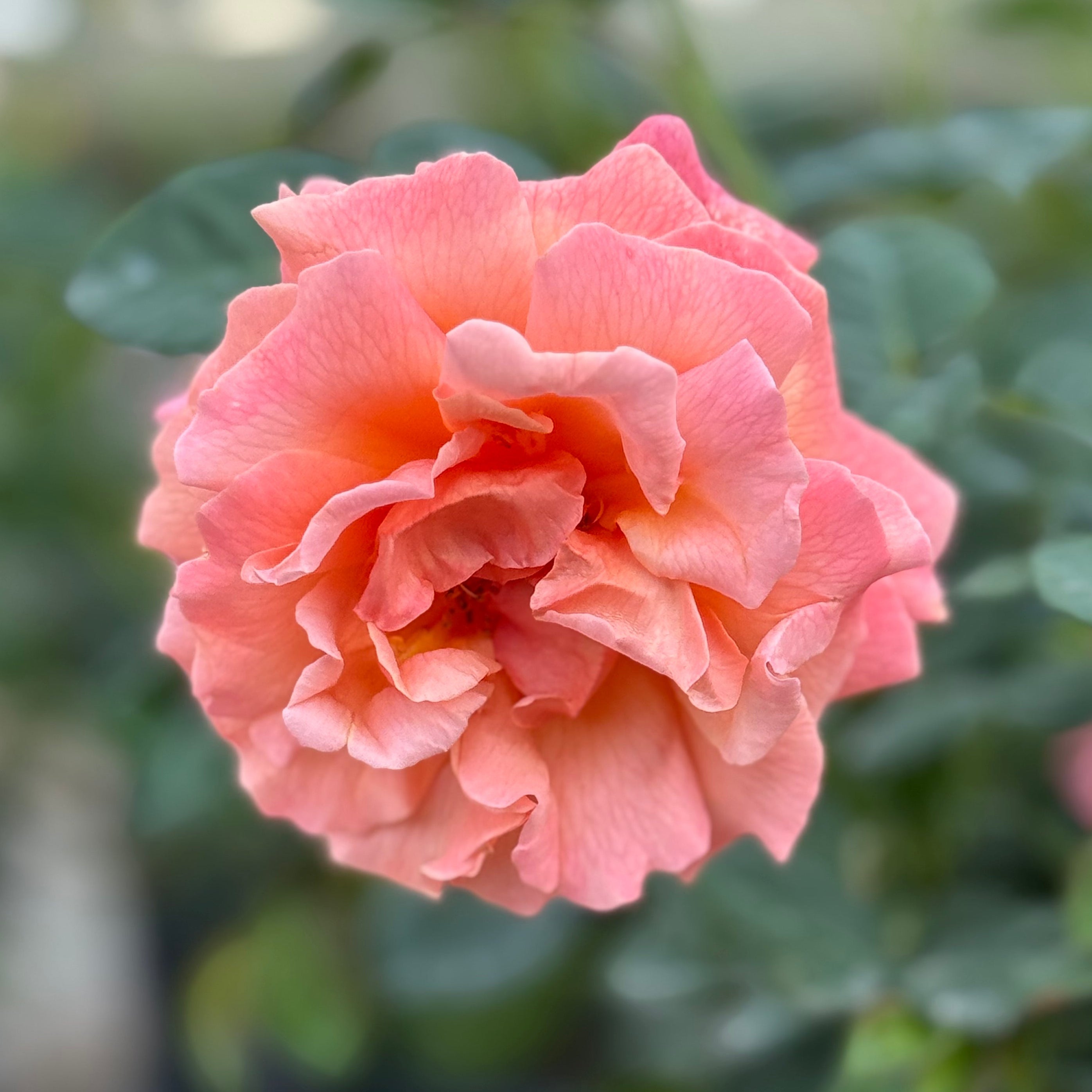 Easy Does It Potted Rose Bush | Orange Apricot Floribunda Rose