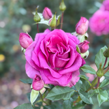 Perfume Factory™ Bare Root Tree Rose