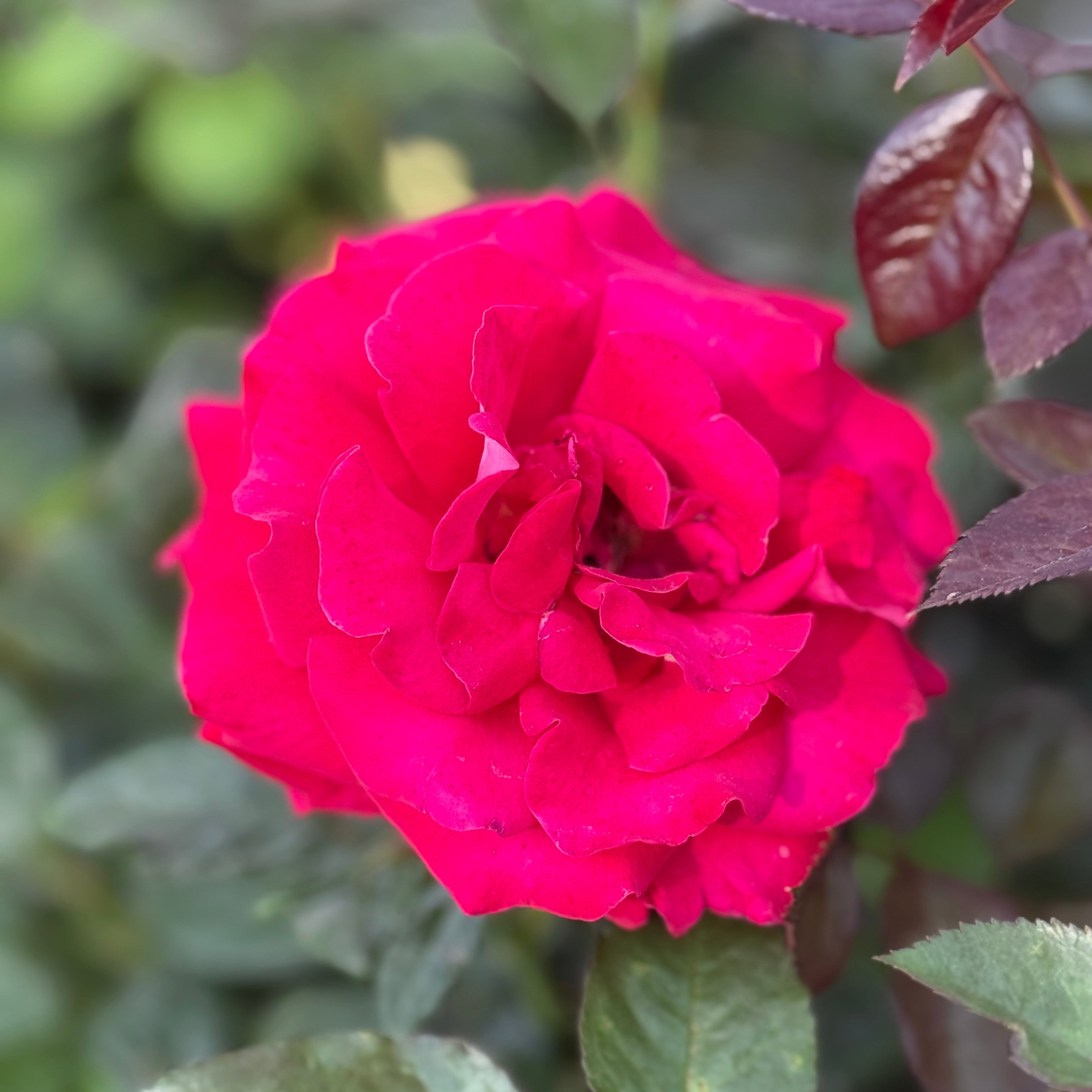 Drop Dead Red™ Potted Rose Bush