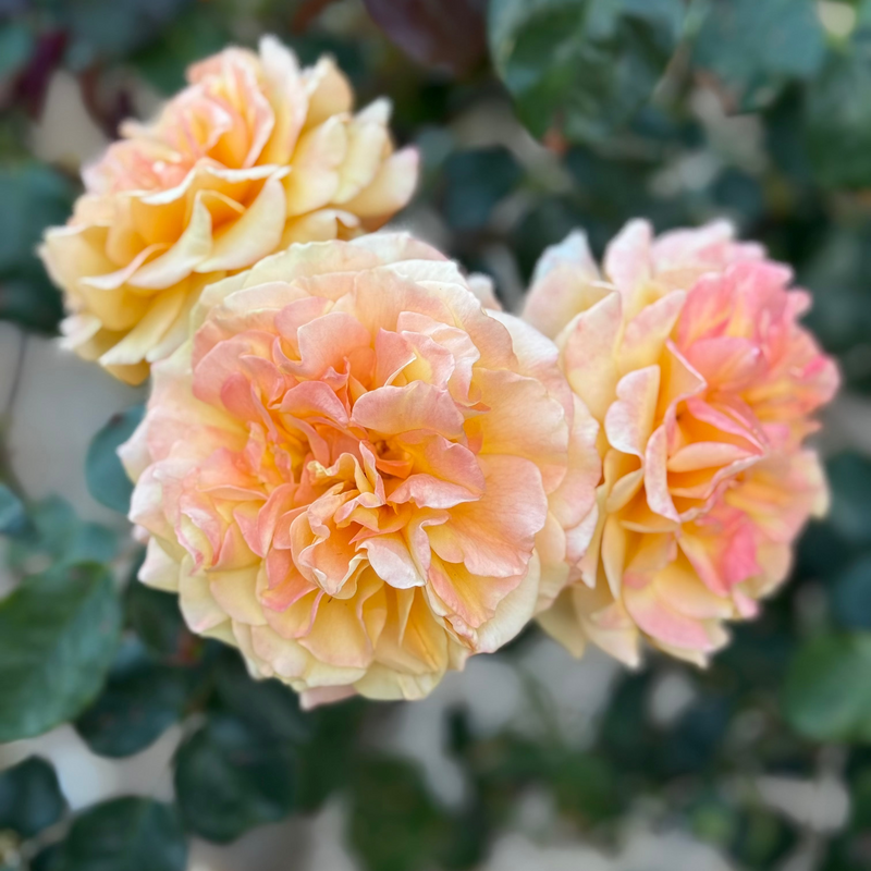 Forever Amber™ Potted Tree Rose