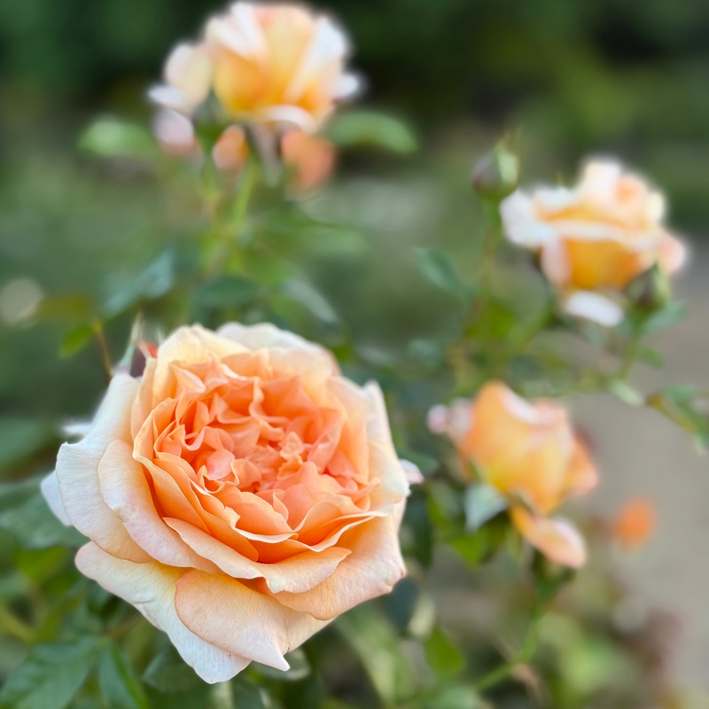 Forever Amber™ Potted Tree Rose