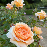 Forever Amber™ Bare Root Tree Rose
