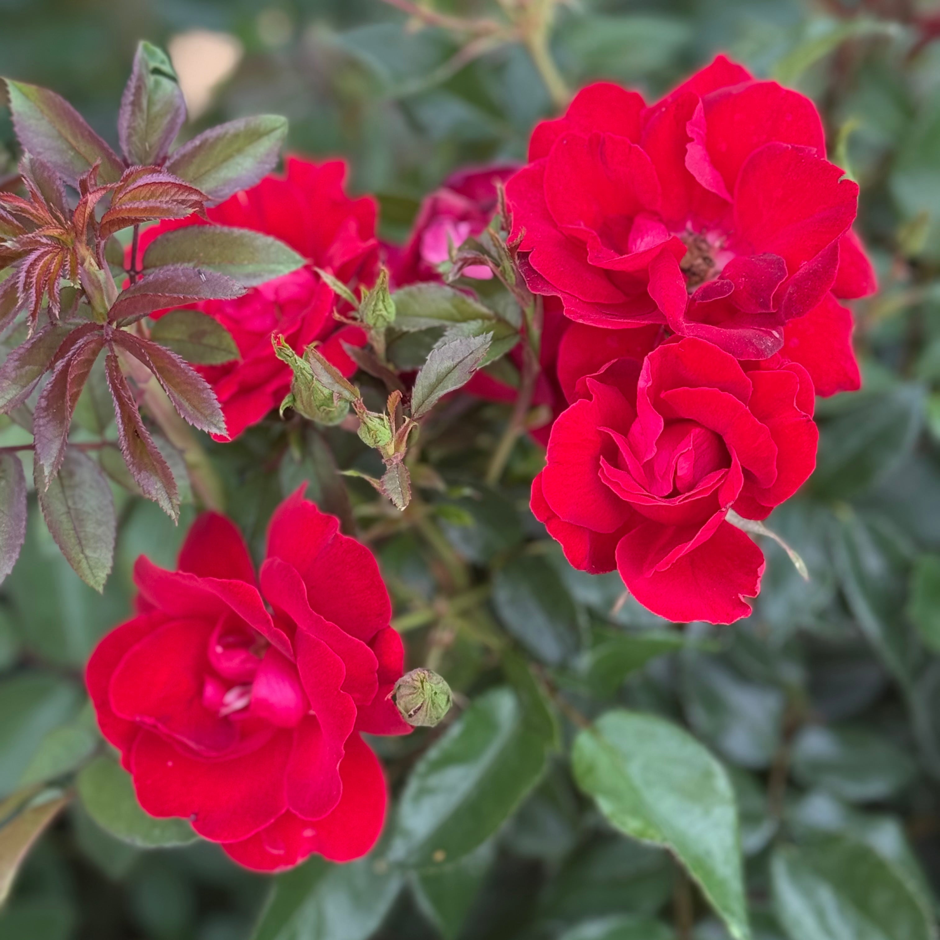 Close-up of red roses with green leaves in the background