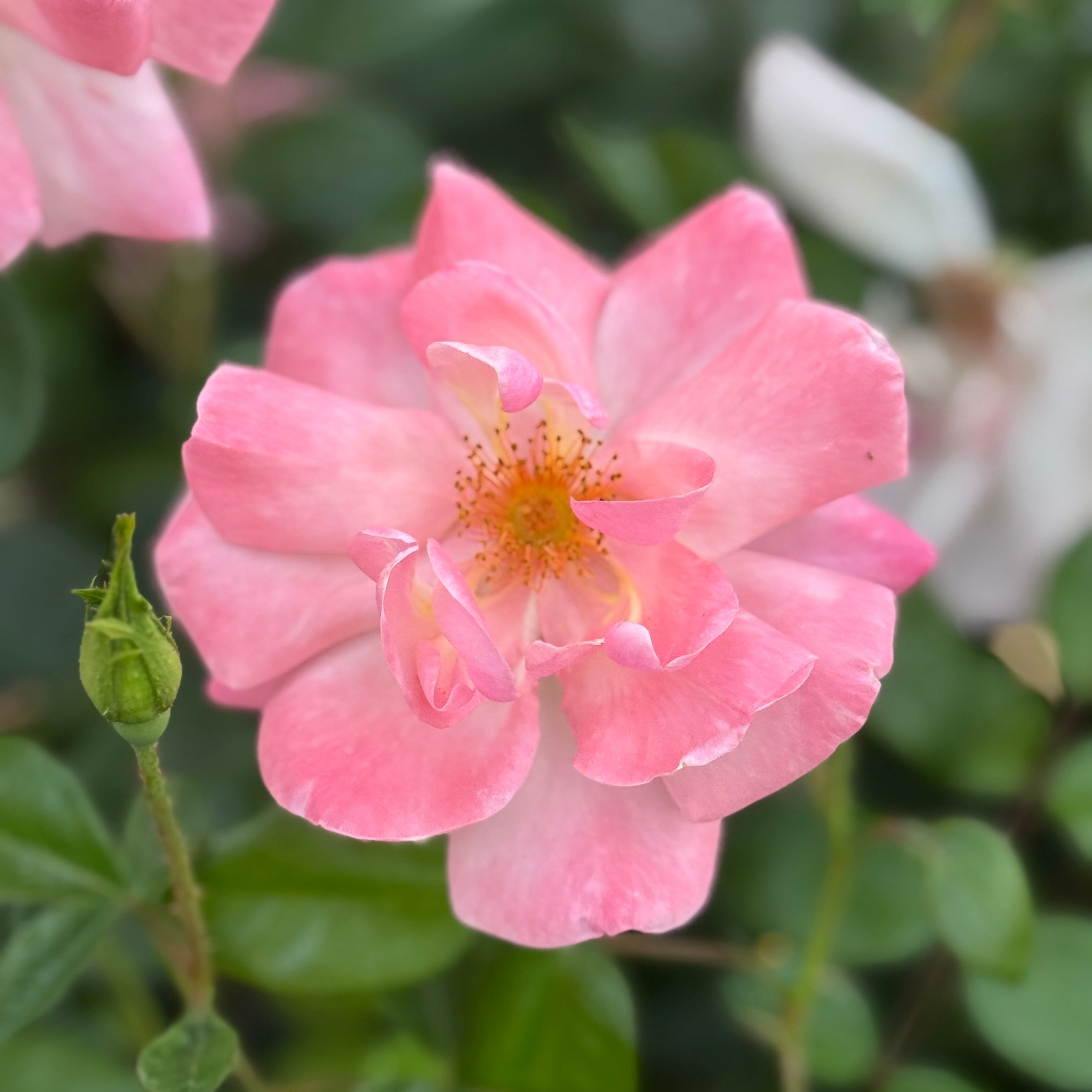 Close-up of a pink flower with green leaves in the background