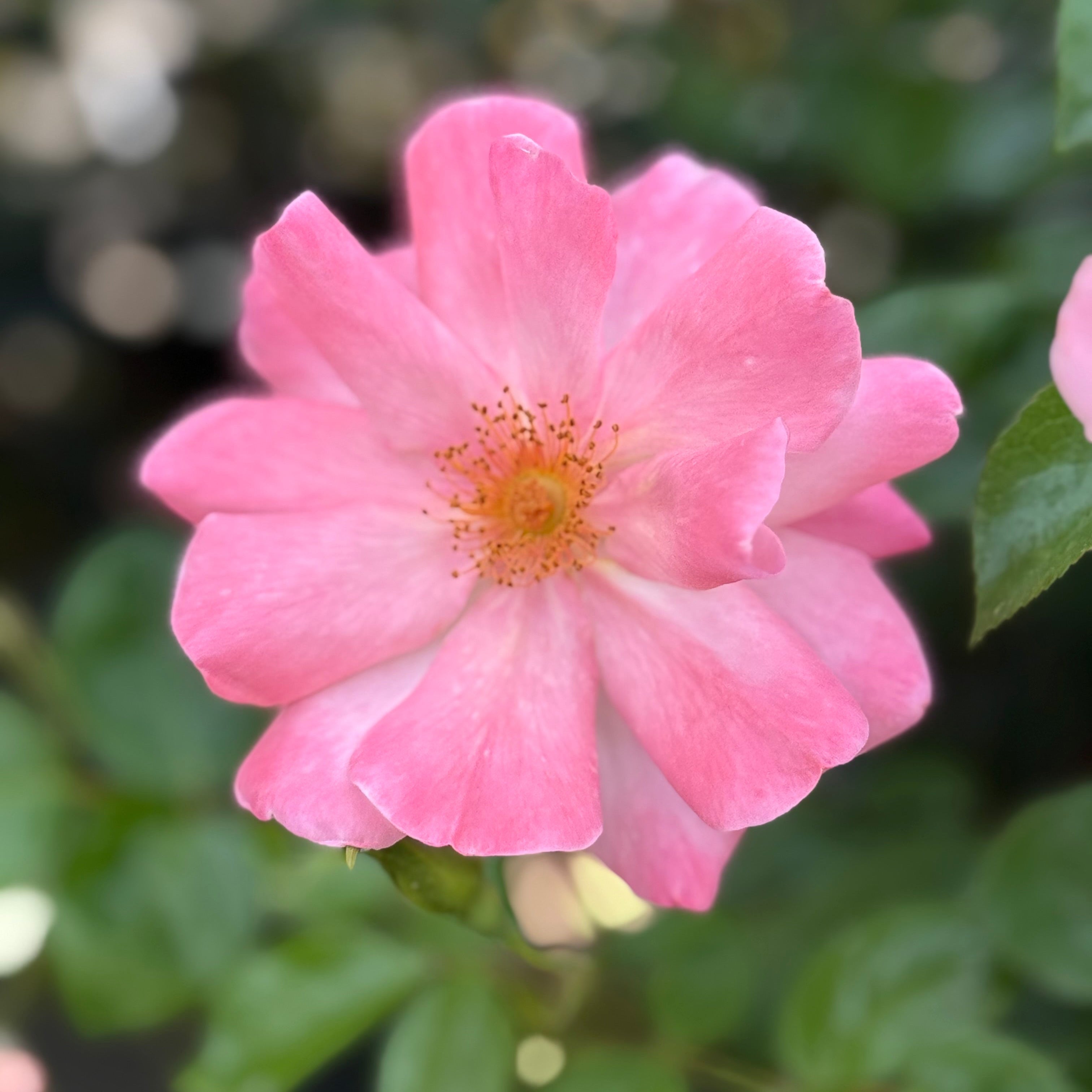 Close-up of pink roses with green leaves on a blurred natural background