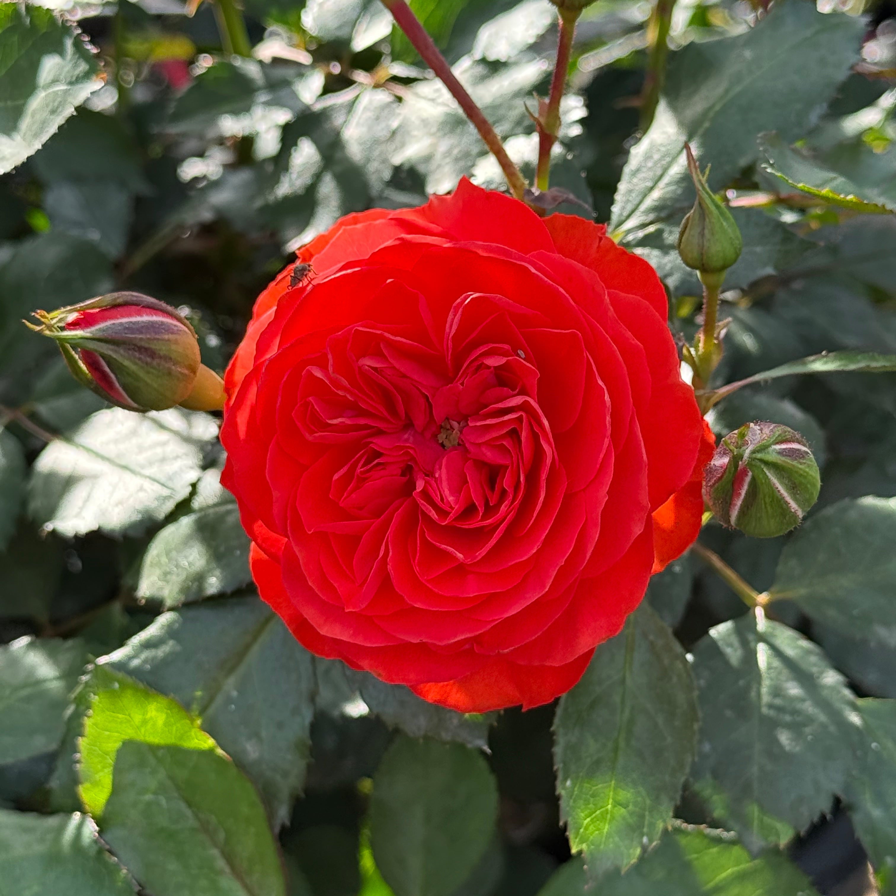 Red rose flower surrounded by green leaves