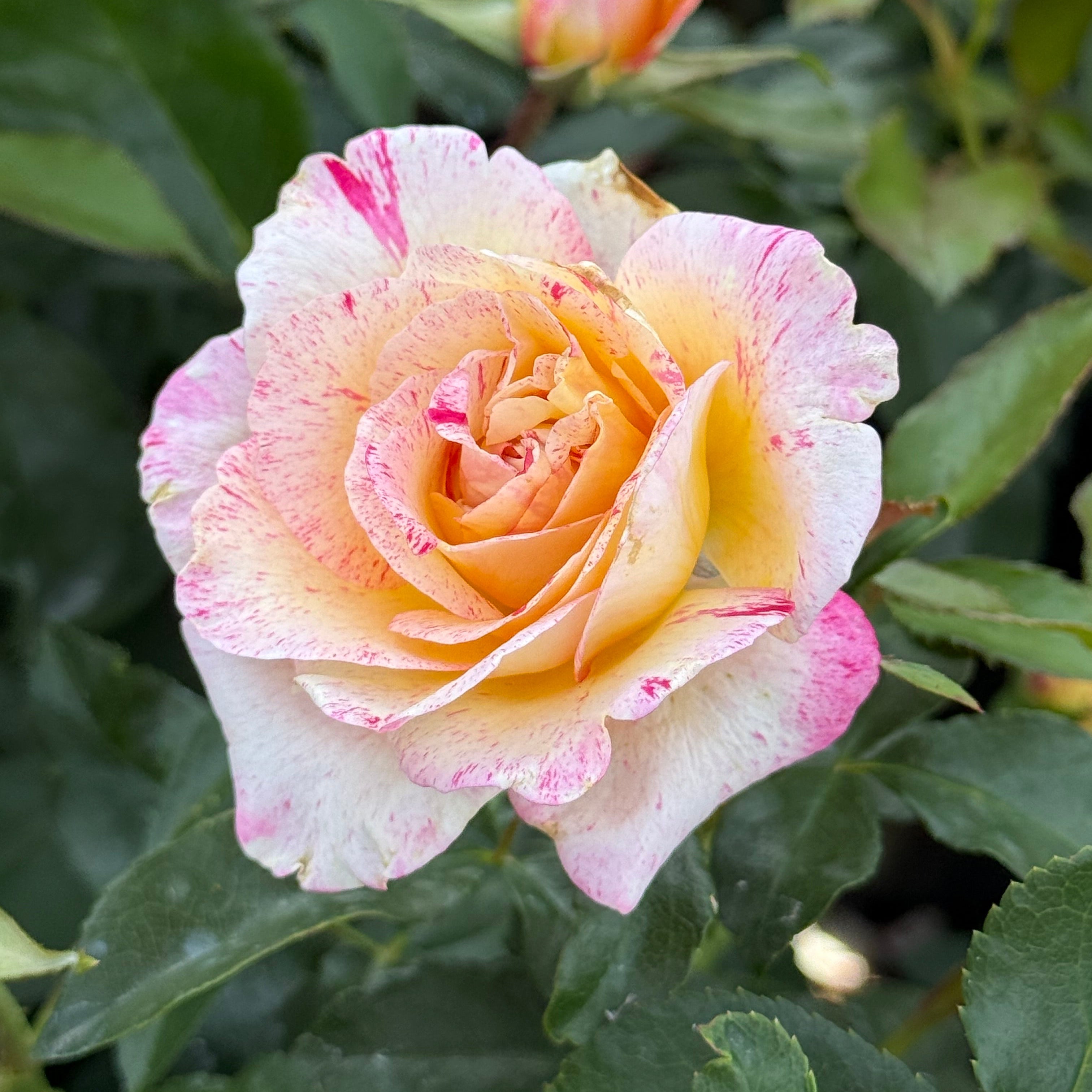 Close-up of a pink and yellow rose with green leaves in the background