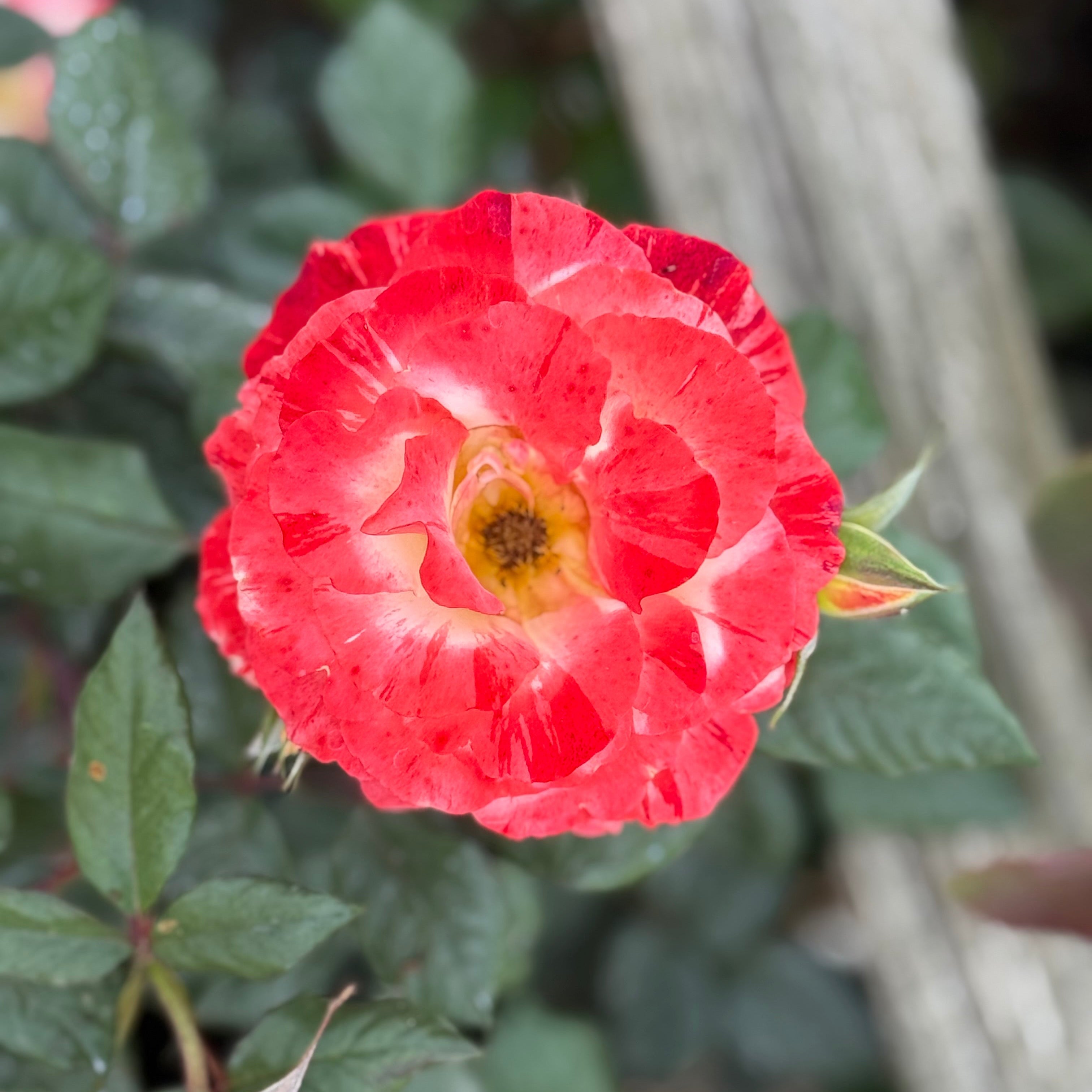 Red rosebud with green leaves and a blurred background