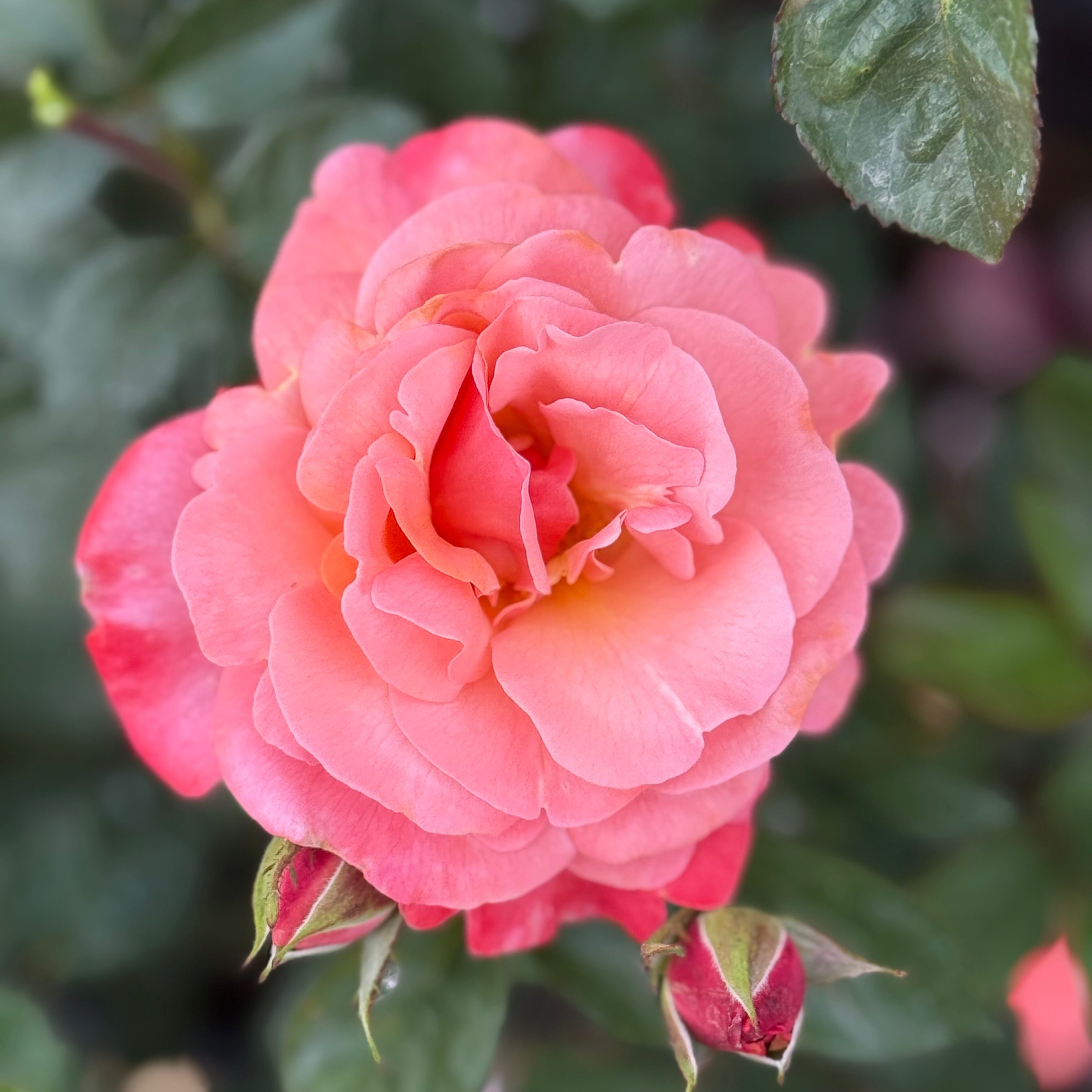 Close-up of a pink rose with green leaves in the background