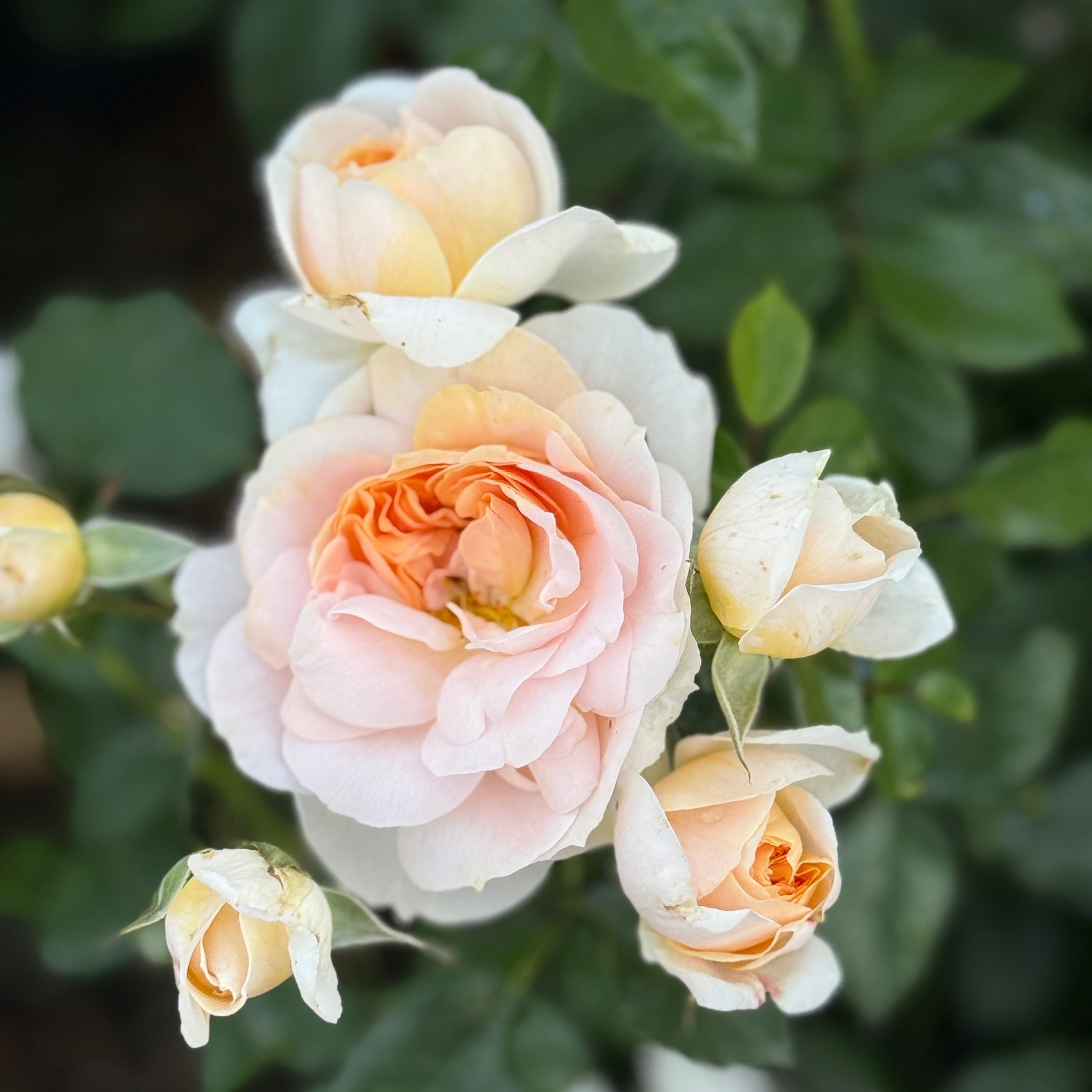Close-up of pink and white roses with green leaves in the background