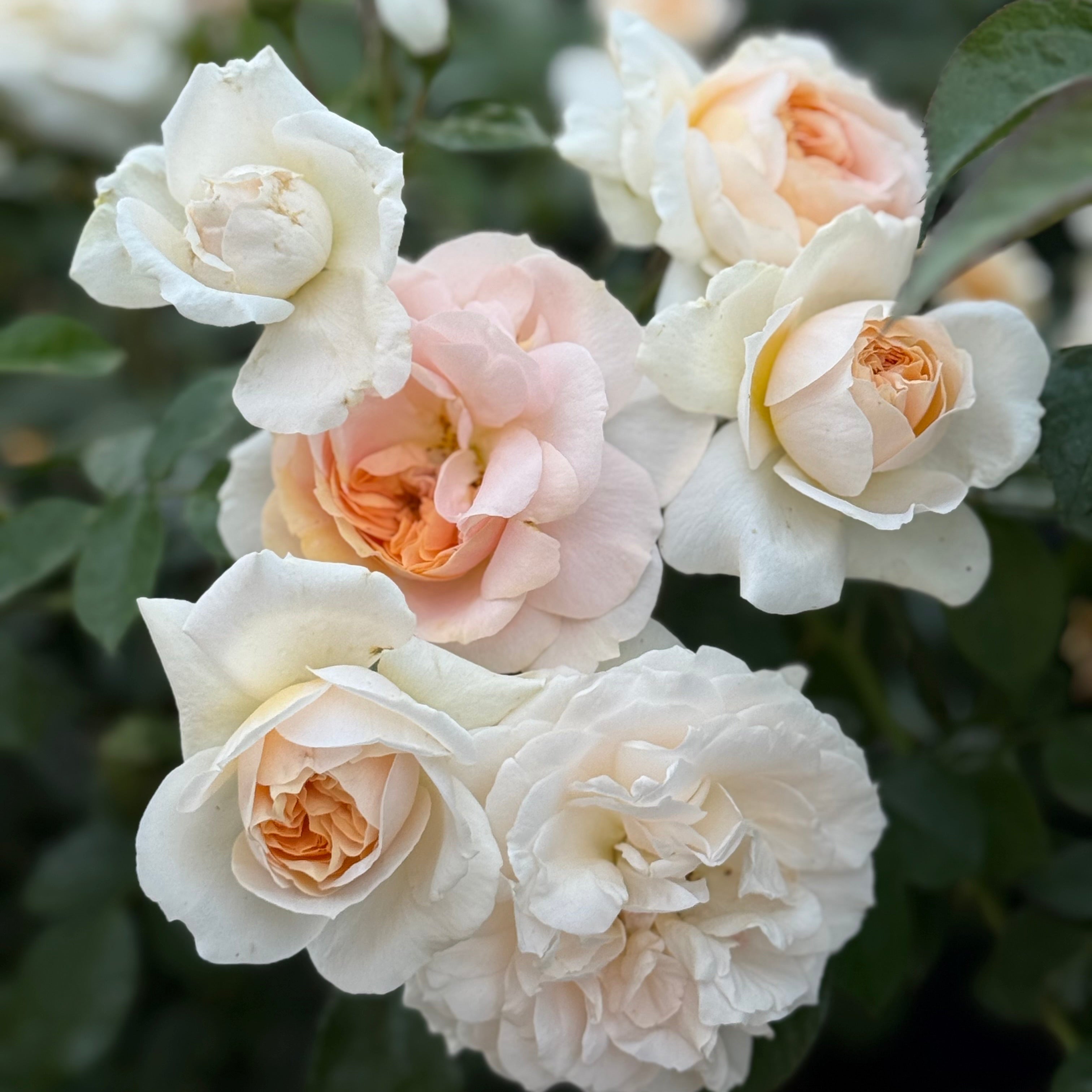 Close-up of white and pink roses with green leaves