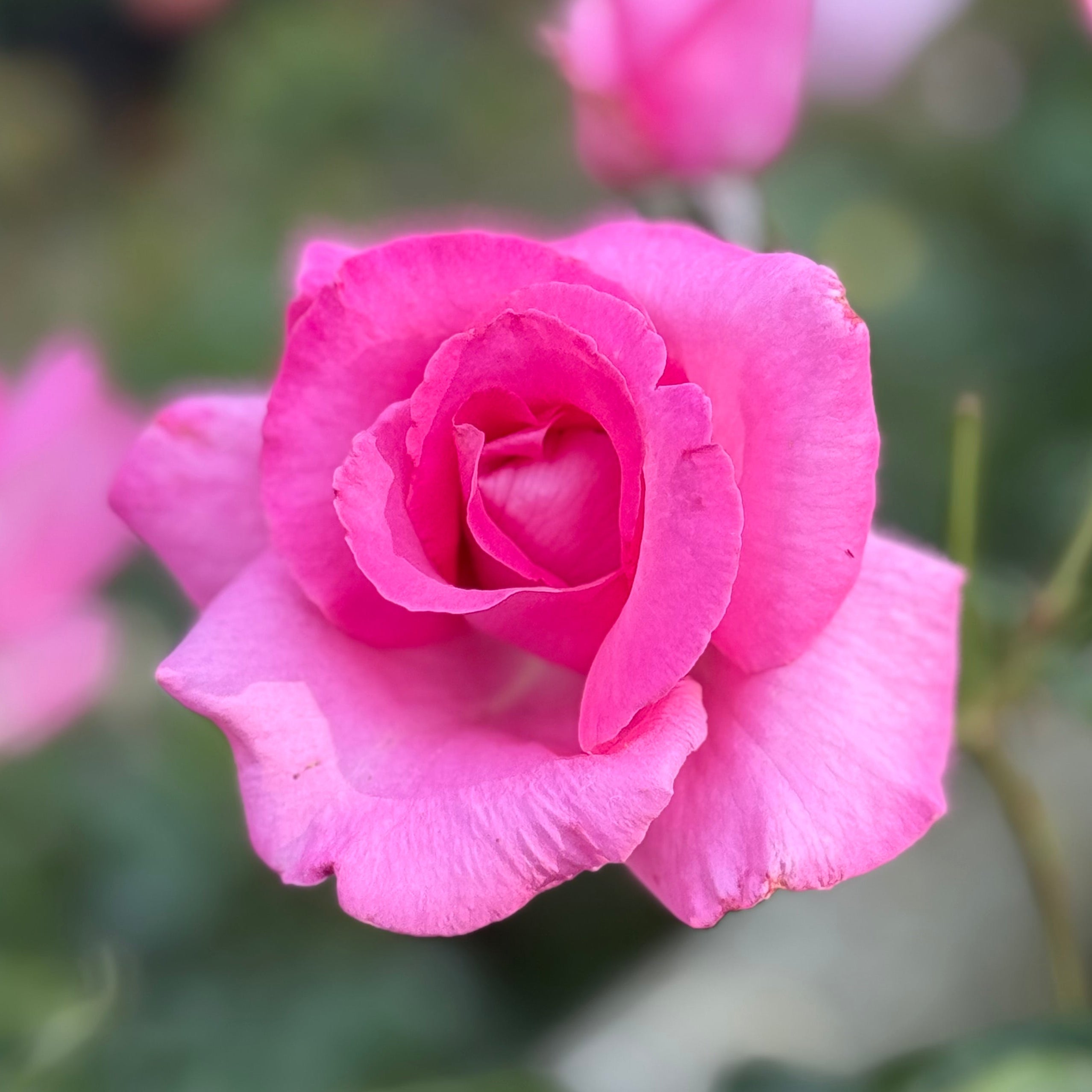 The Mccartney Rose | Strong Fragrance Pink Rose | Grace Rose Farm