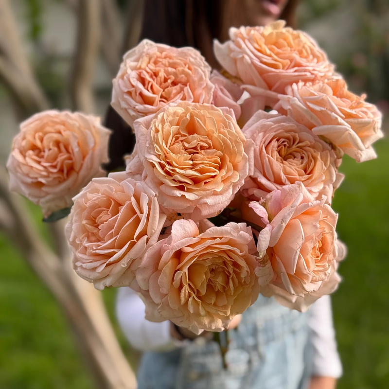 Parfuma® Sunrise (a.k.a. Sespe Sunrise) Bare Root Rose Bush