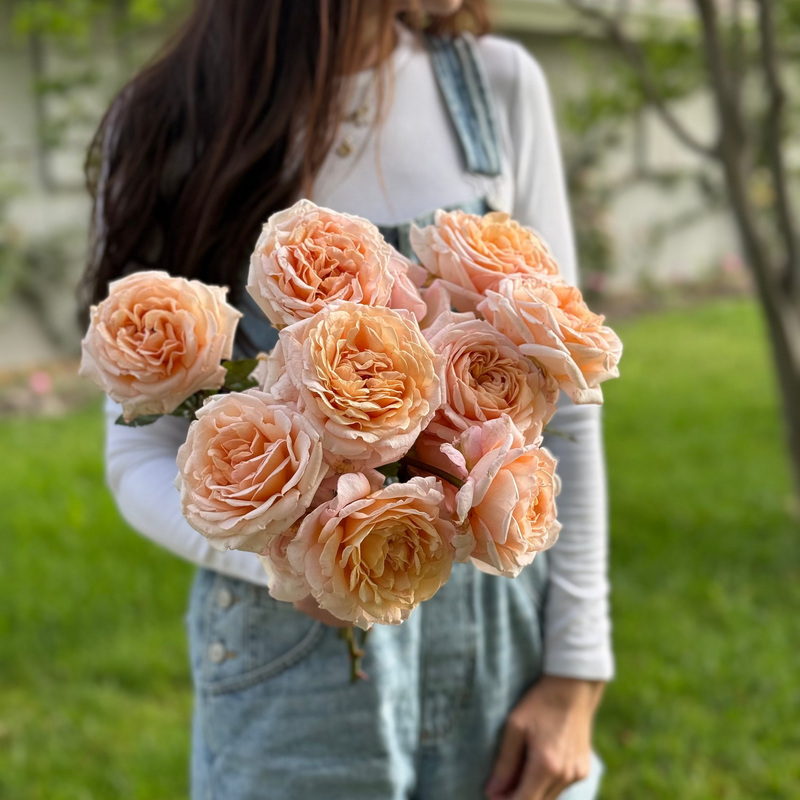 Parfuma® Sunrise (a.k.a. Sespe Sunrise) Bare Root Rose Bush