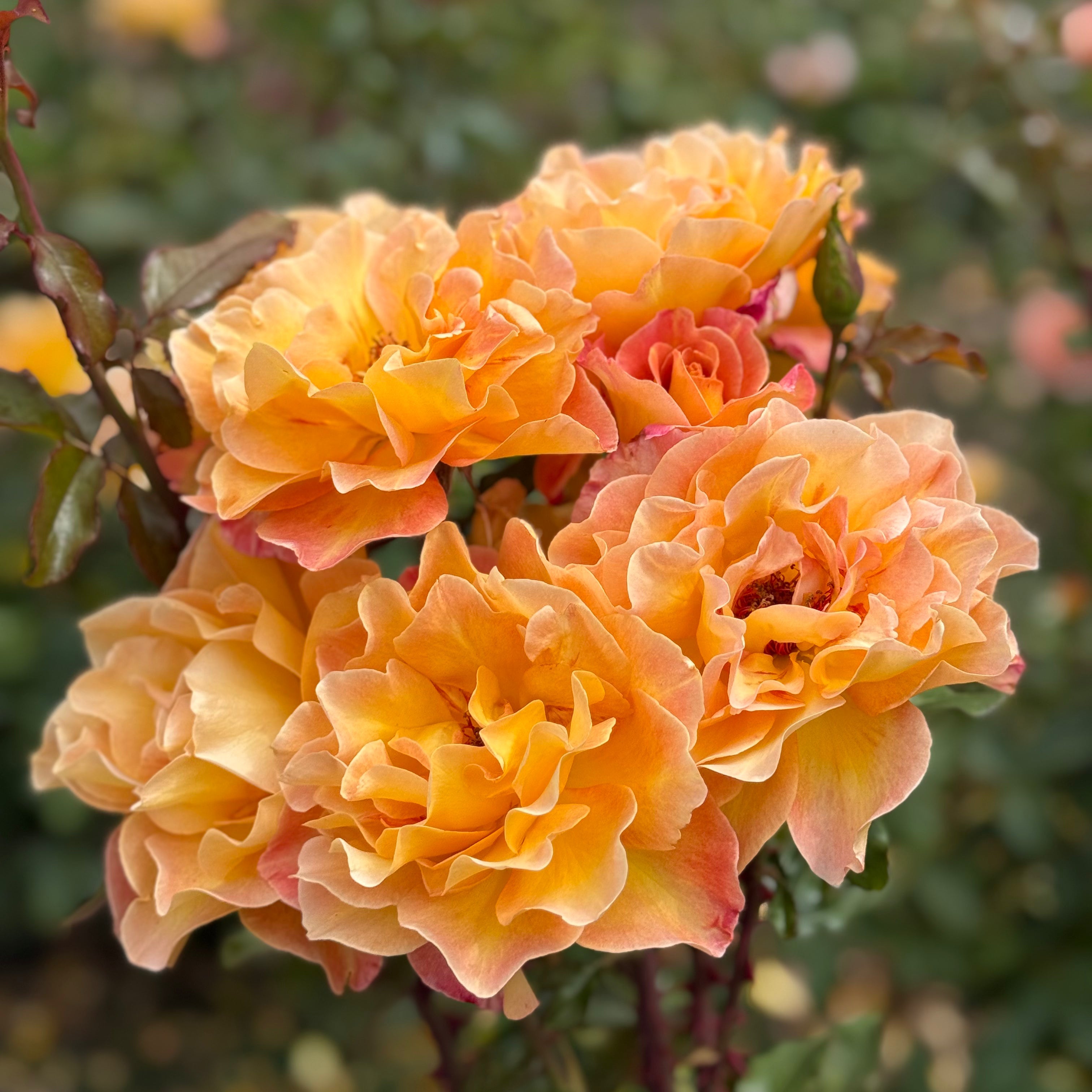 Rosie the Riveter Potted Rose Bush | Golden Apricot Rose | Grace