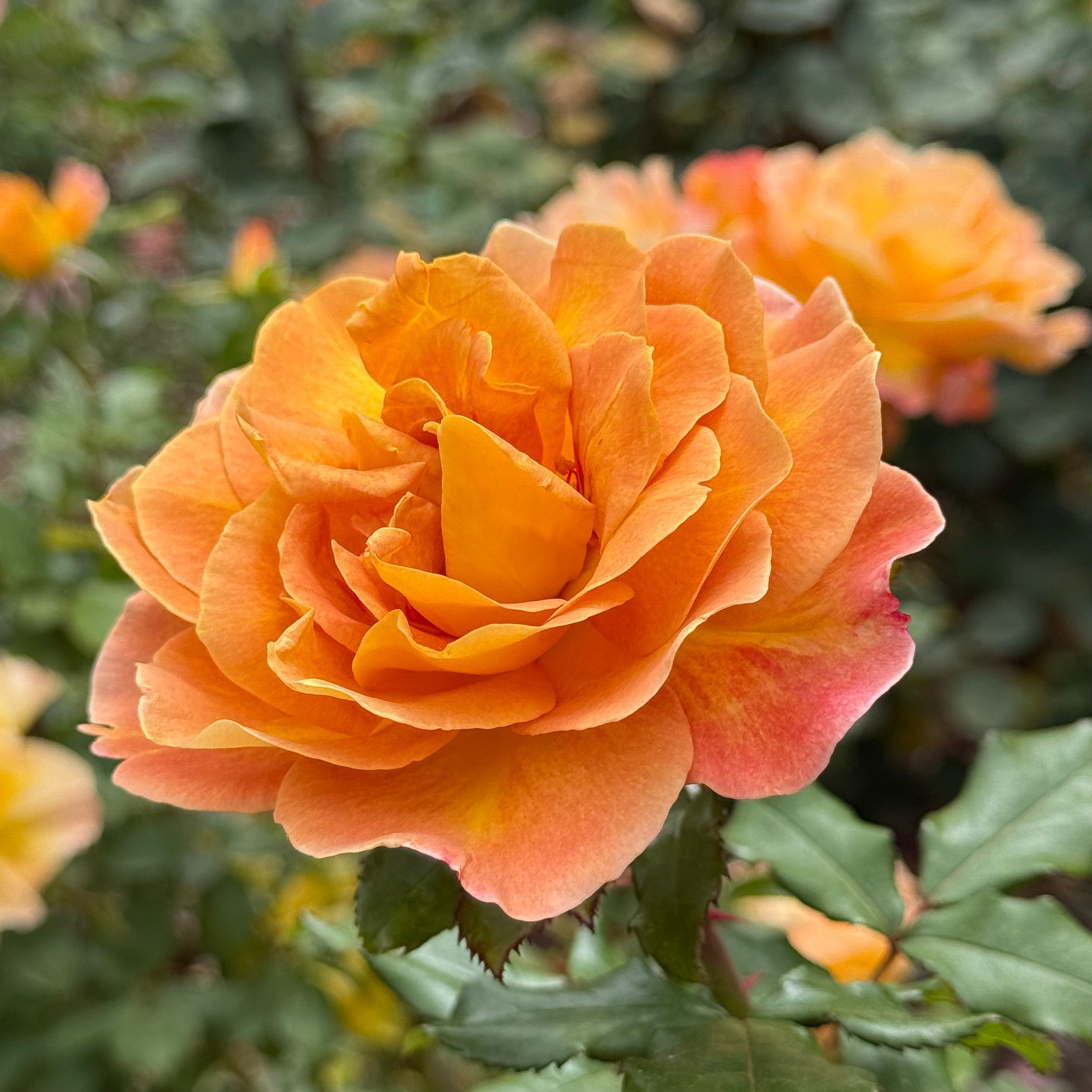 Rosie the Riveter Potted Rose Bush | Golden Apricot Rose | Grace