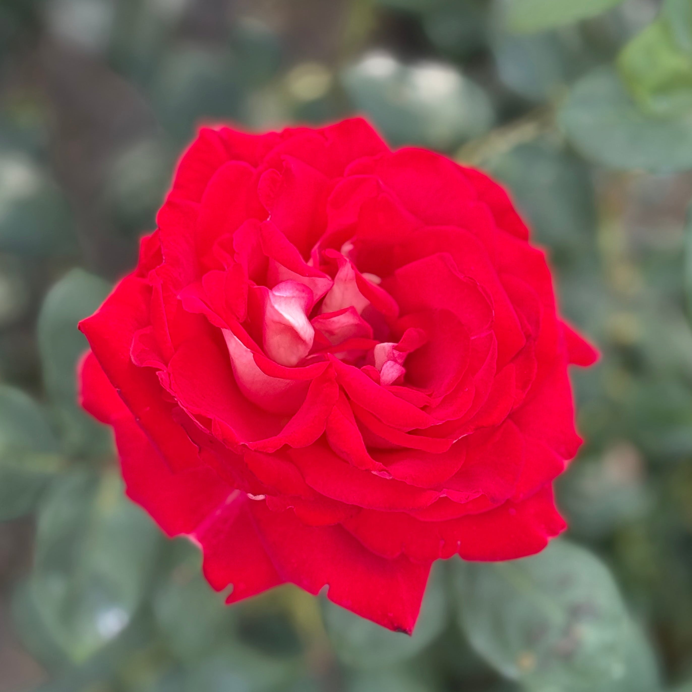 完売‼️ ALL ROSES LIVING PROOF Dash  Ninety-Niner Potted Rose Bush | Red White Hybrid Tea Rose | Grace