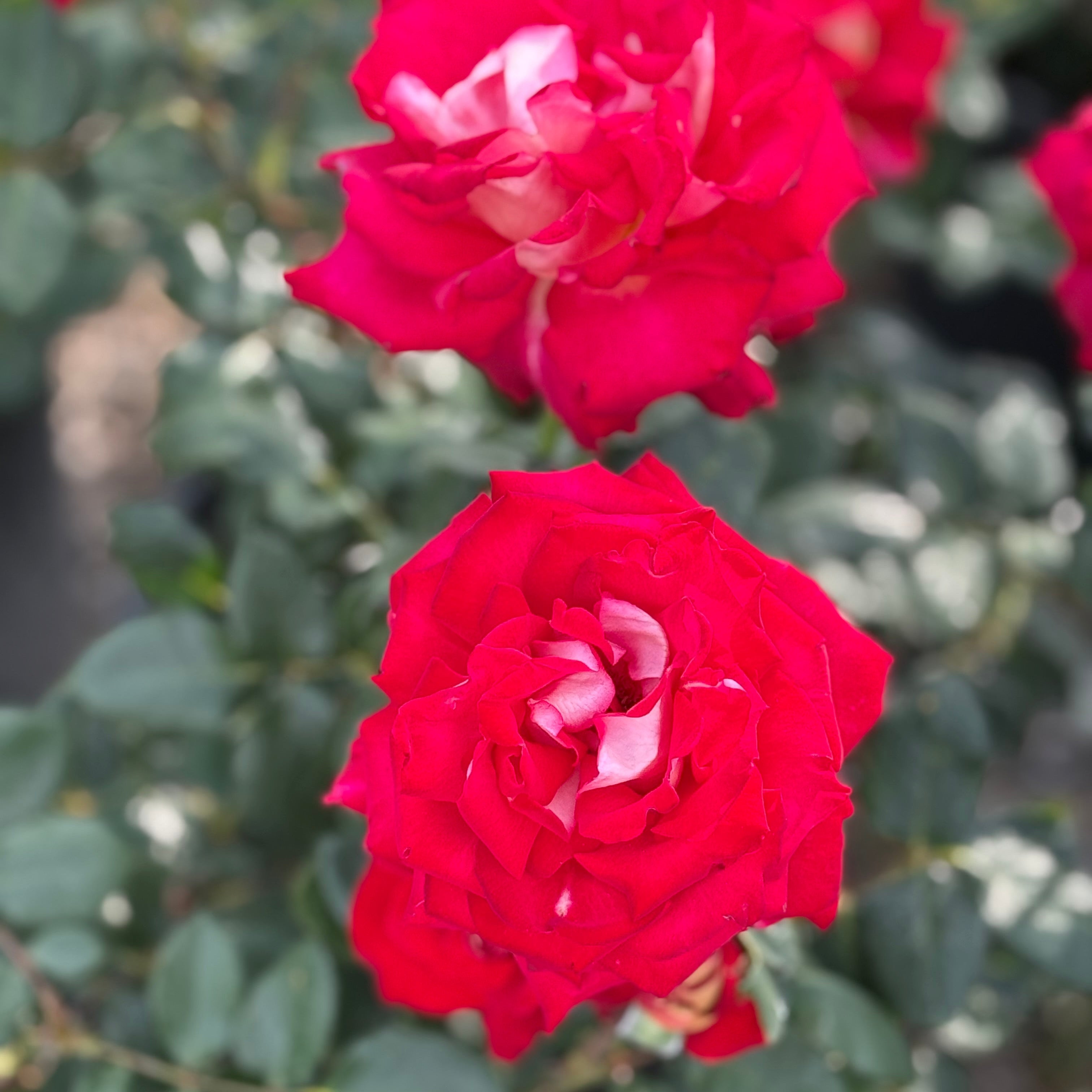 Ninety-Niner™ Potted Rose Bush