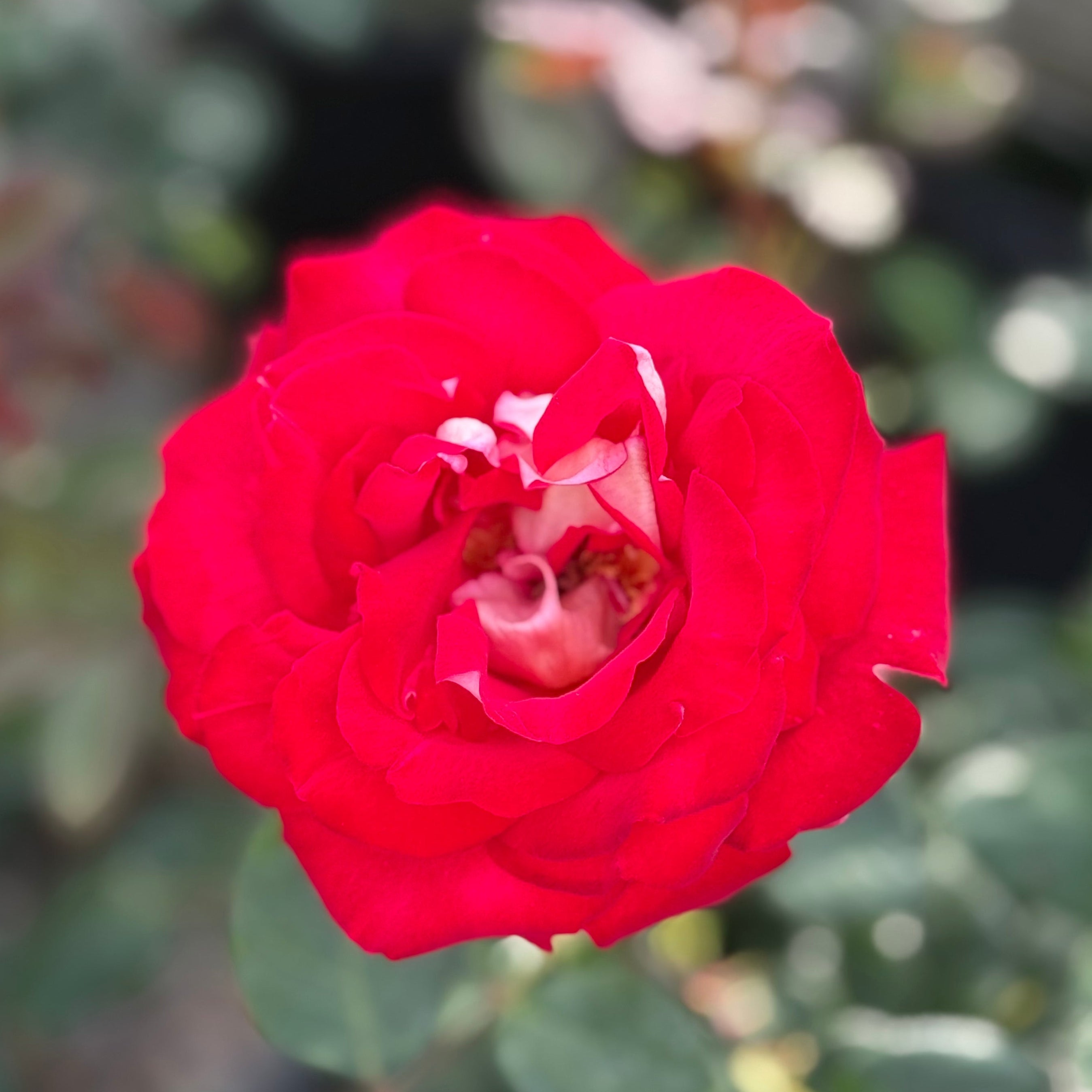 Ninety-Niner™ Potted Rose Bush