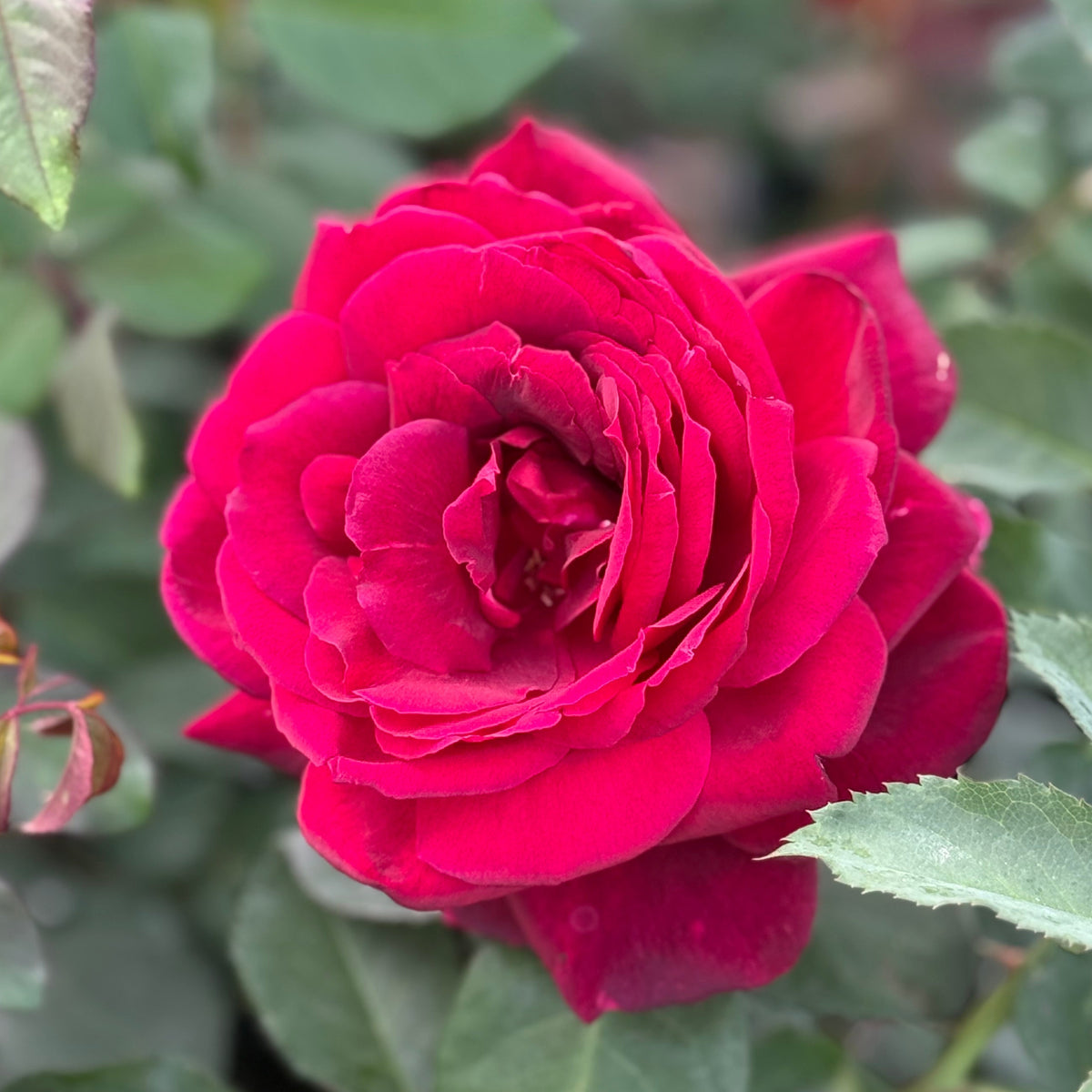 Oklahoma Rose | Strong Fragrance Red Rose | Grace Rose Farm