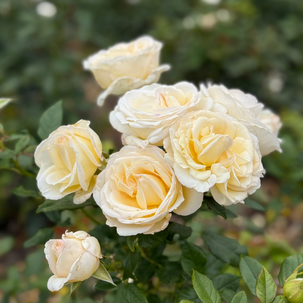 Close-up of cream-colored roses with green leaves on a blurred green background