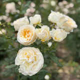 Top Cream™ Bare Root Tree Rose