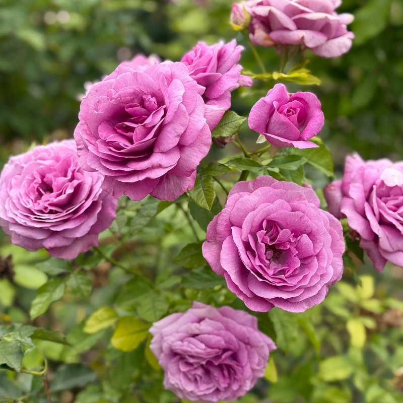 Sweet Madame Blue™ Bare Root Rose Bush