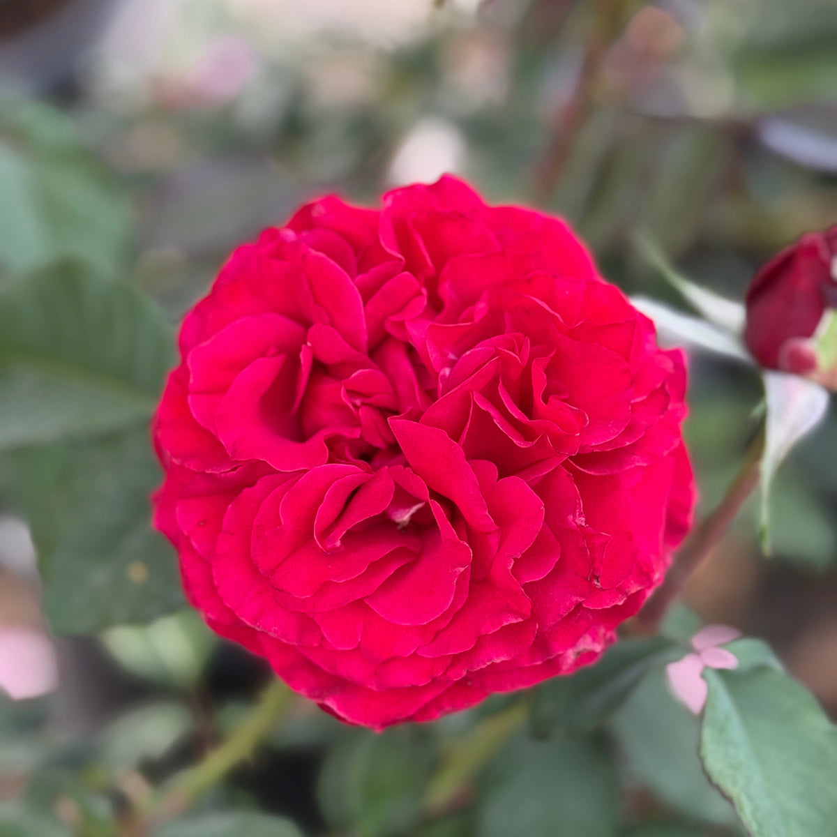 Close-up of a vibrant red rose with green leaves in the background